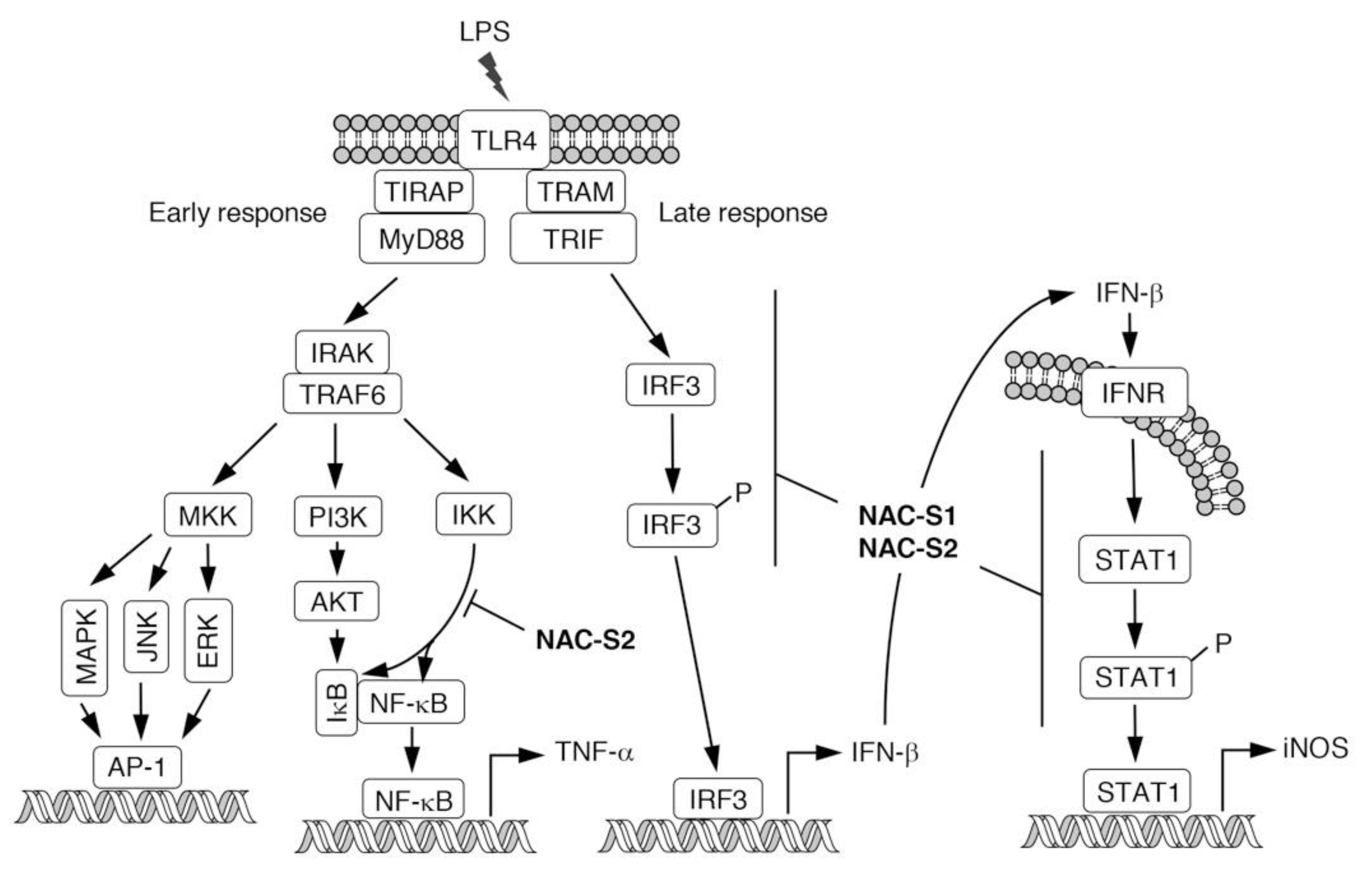 Biomolecules 10 01245 g006 Biomolecules 10 01245 g006