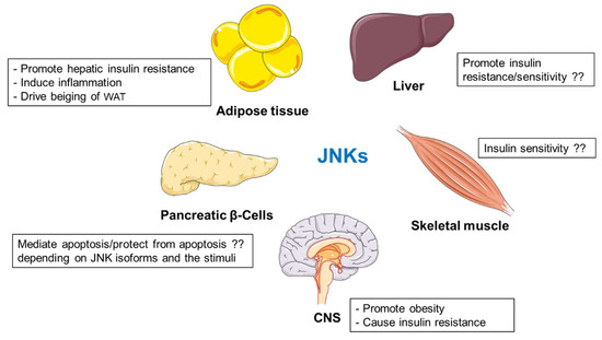 Impact of Conventional and Atypical MAPKs on the Development