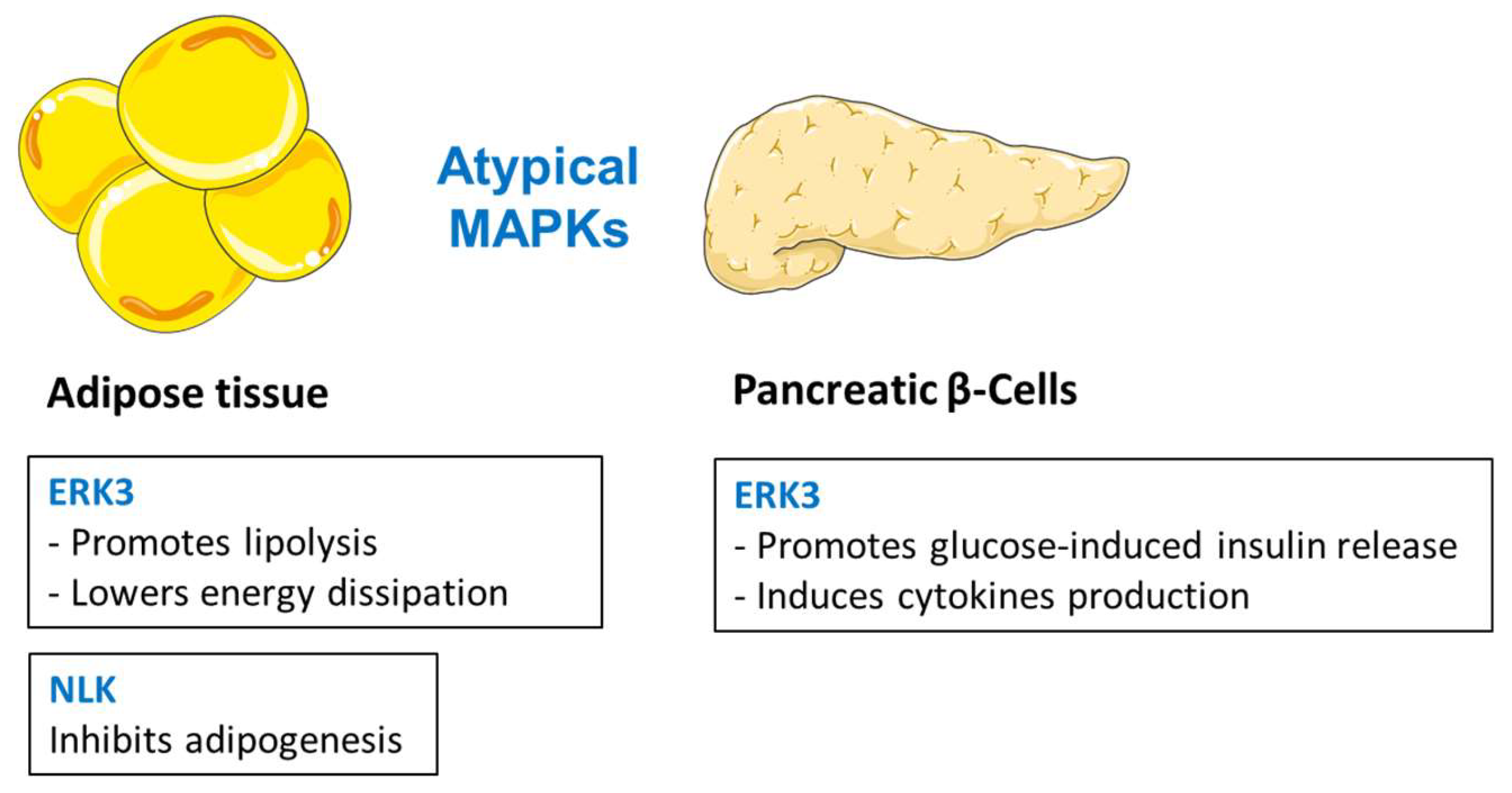 Impact of Conventional and Atypical MAPKs on the Development