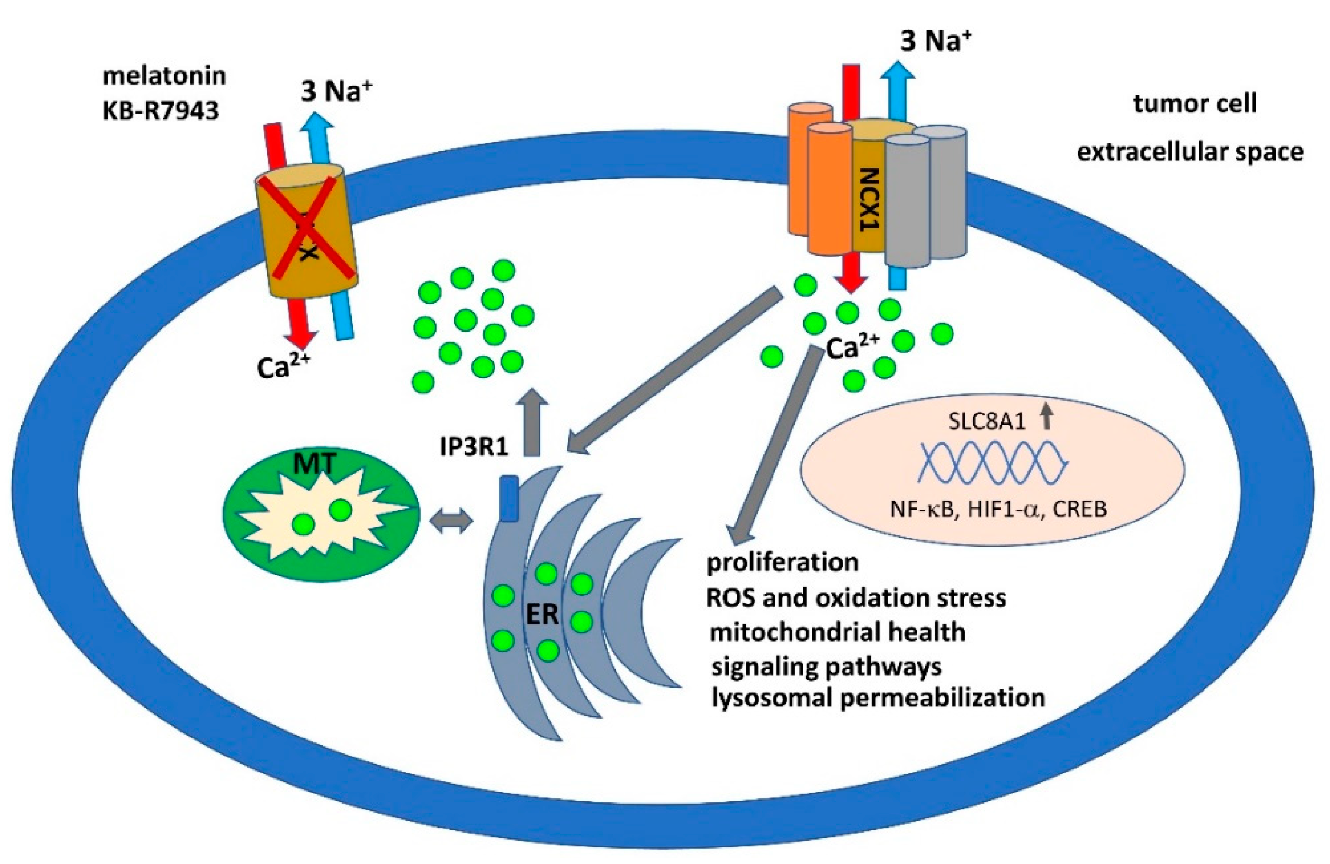 Biomolecules 10 01257 g001 Biomolecules 10 01257 g001