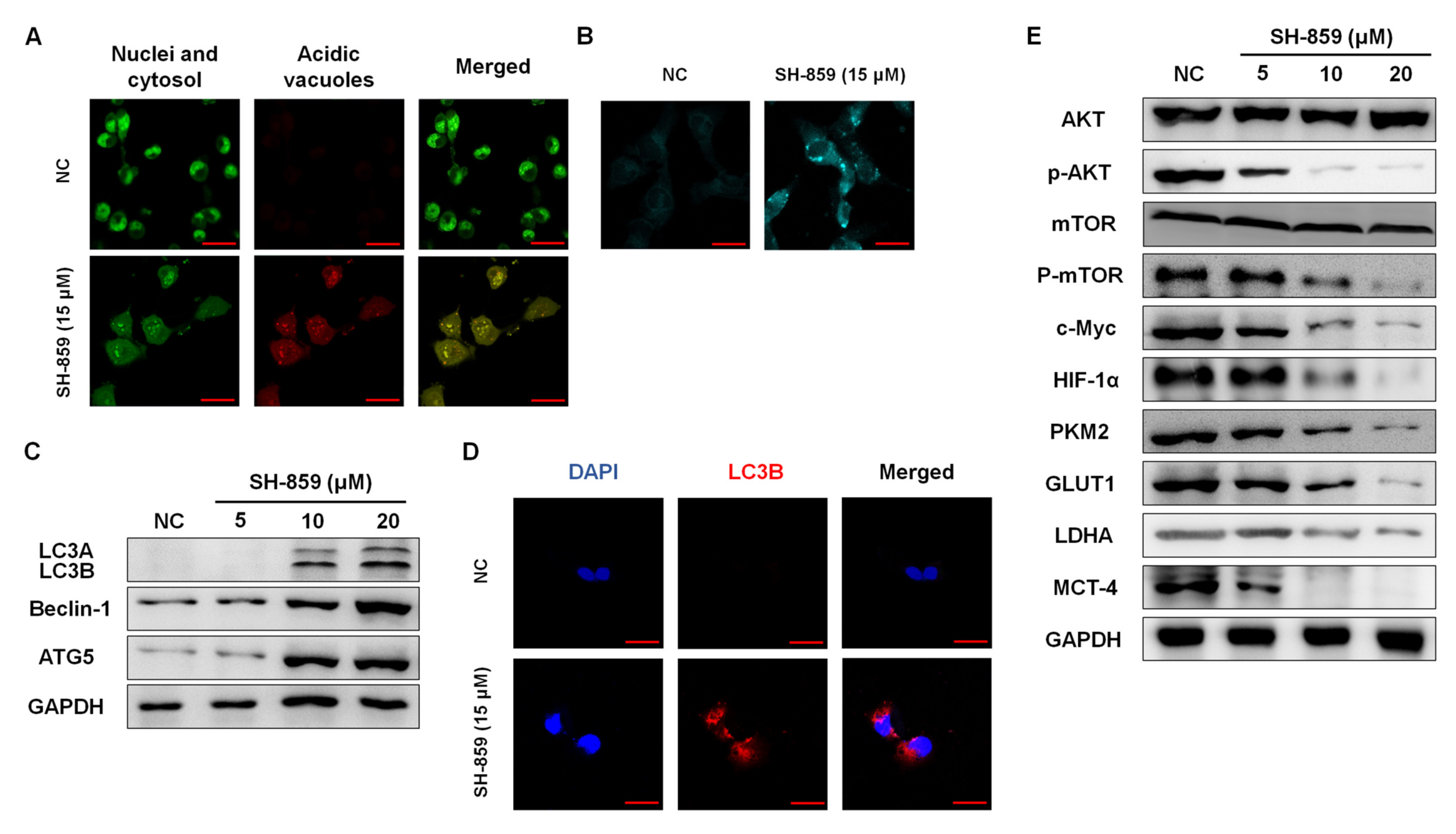 Biomolecules 10 01260 g003