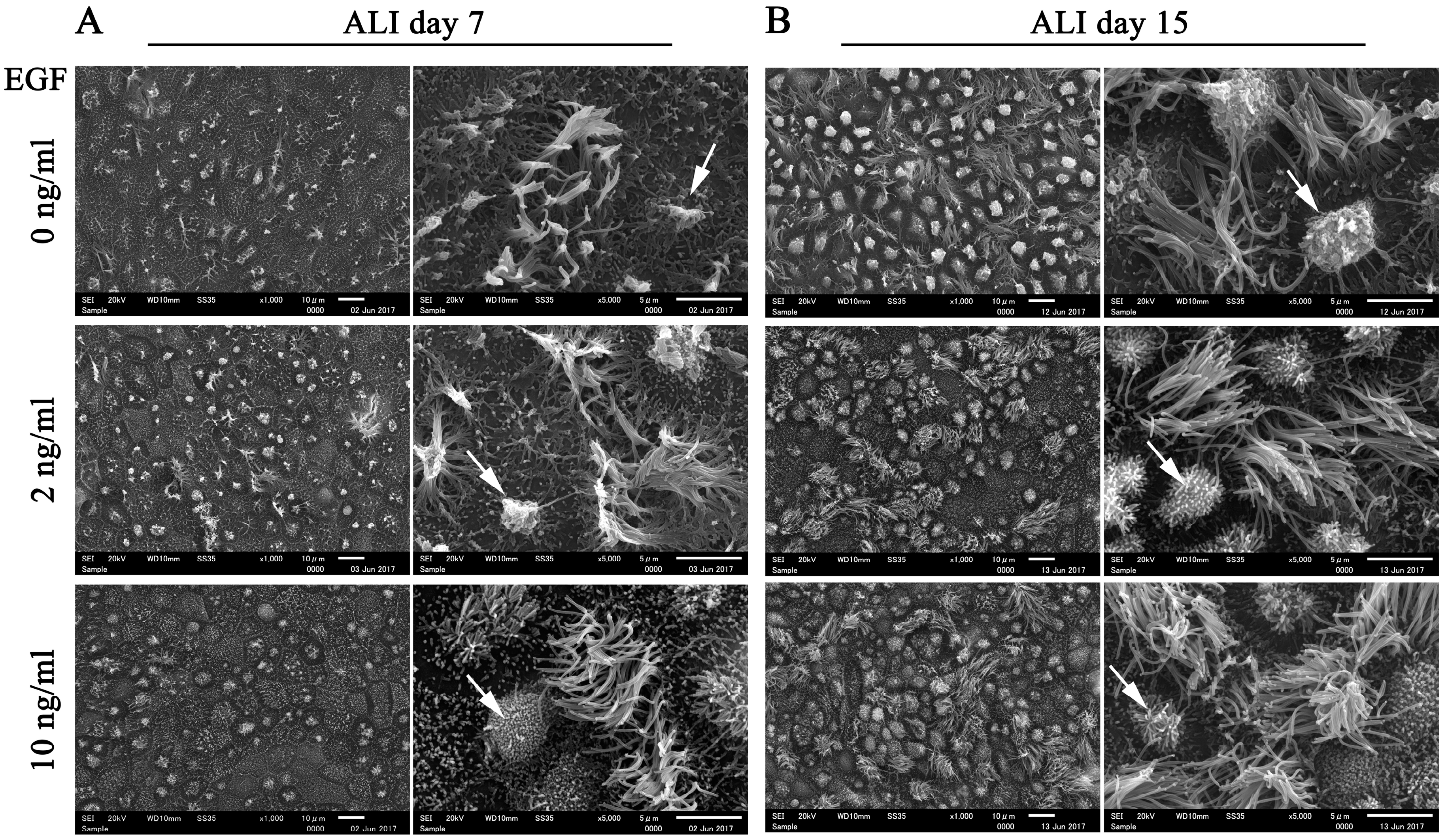 Biomolecules 10 01270 g006