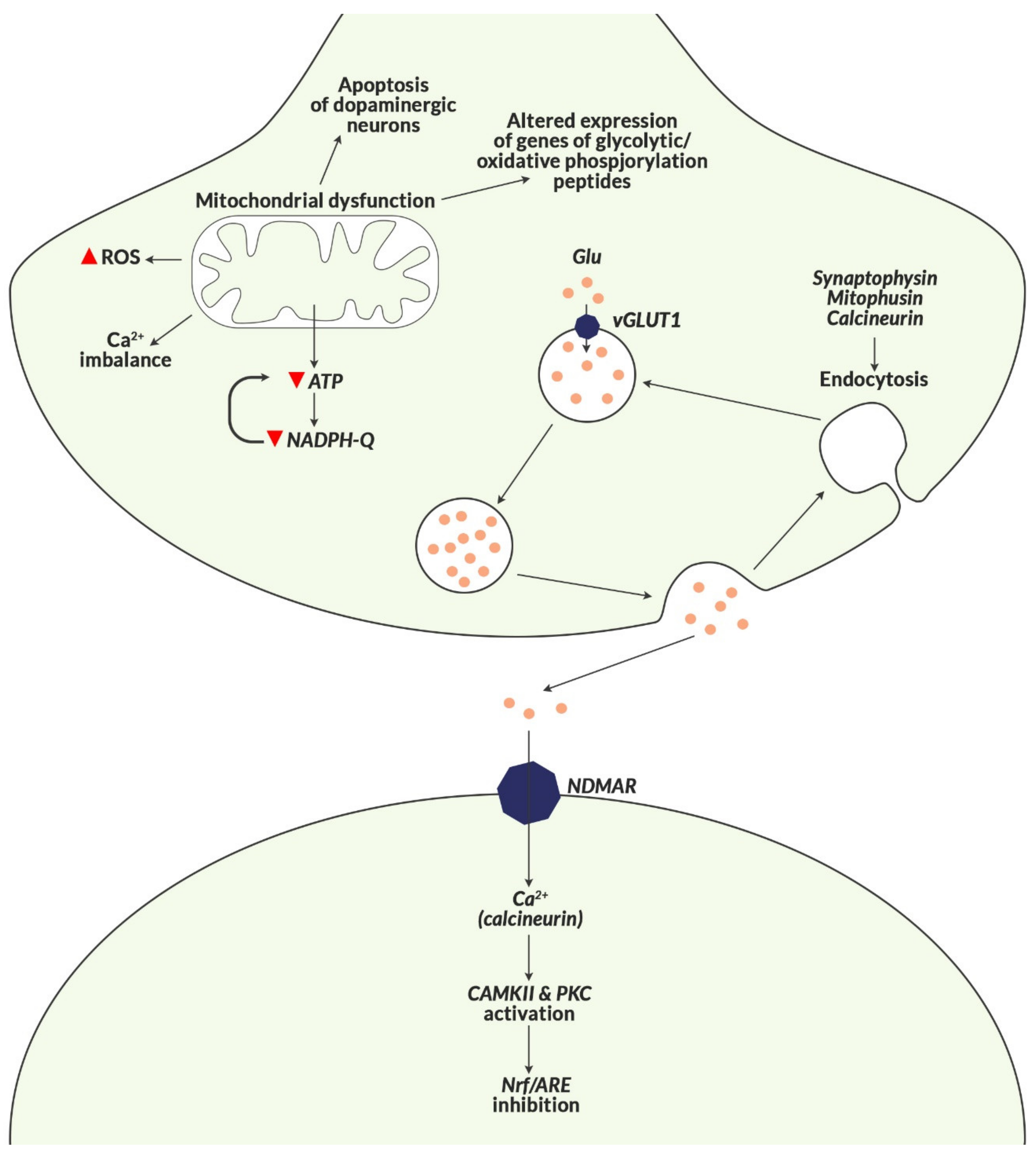 Biomolecules 10 01272 g007 Biomolecules 10 01272 g007