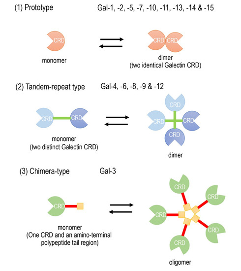 Biomolecules Free Full Text Galectin 3 A Potential Prognostic And Diagnostic Marker For Heart Disease And Detection Of Early Stage Pathology Html