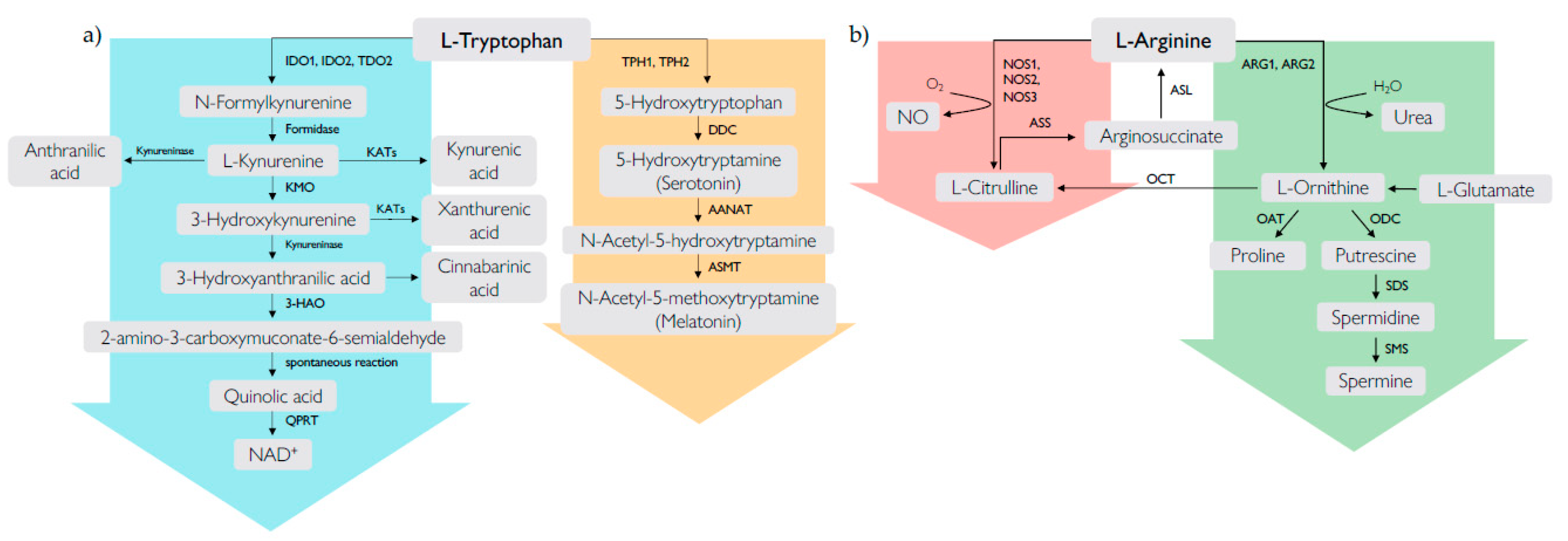 Biomolecules 10 01280 g001 Biomolecules 10 01280 g001