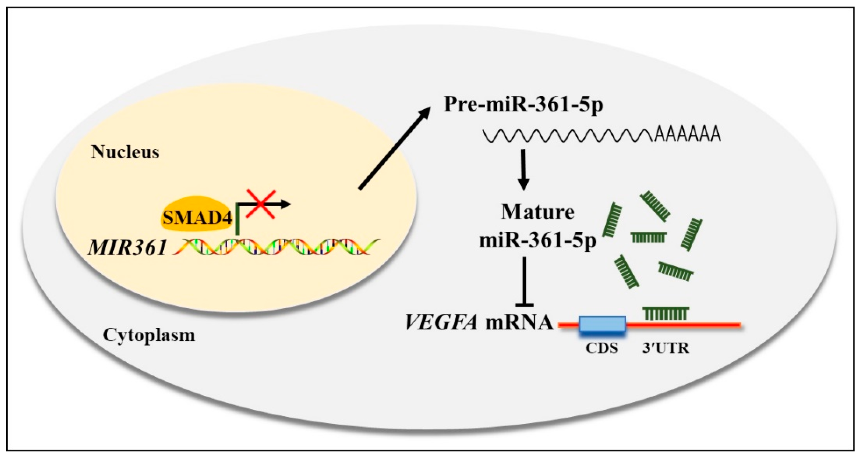 Biomolecules 10 01281 g006