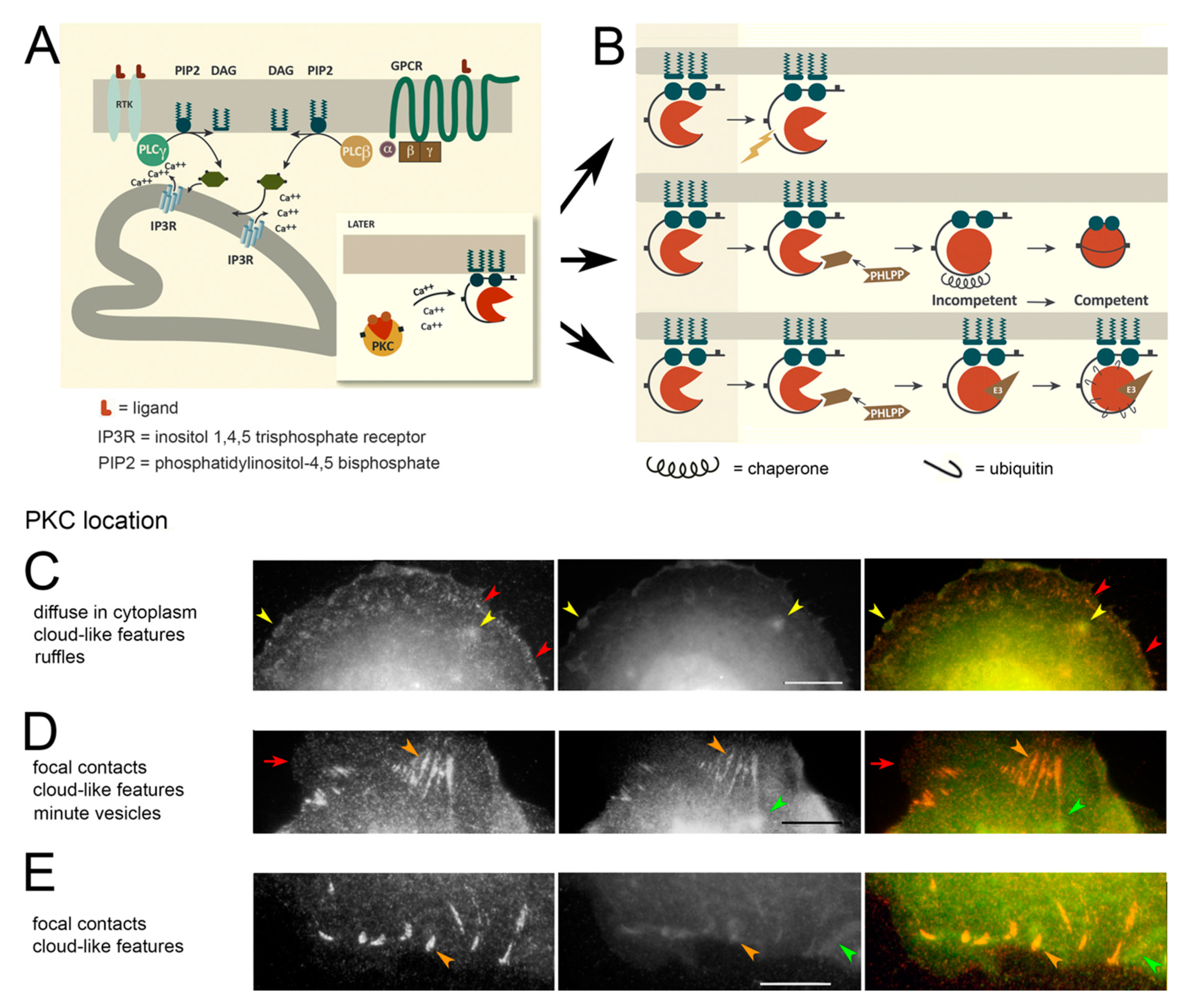Biomolecules 10 01288 g001