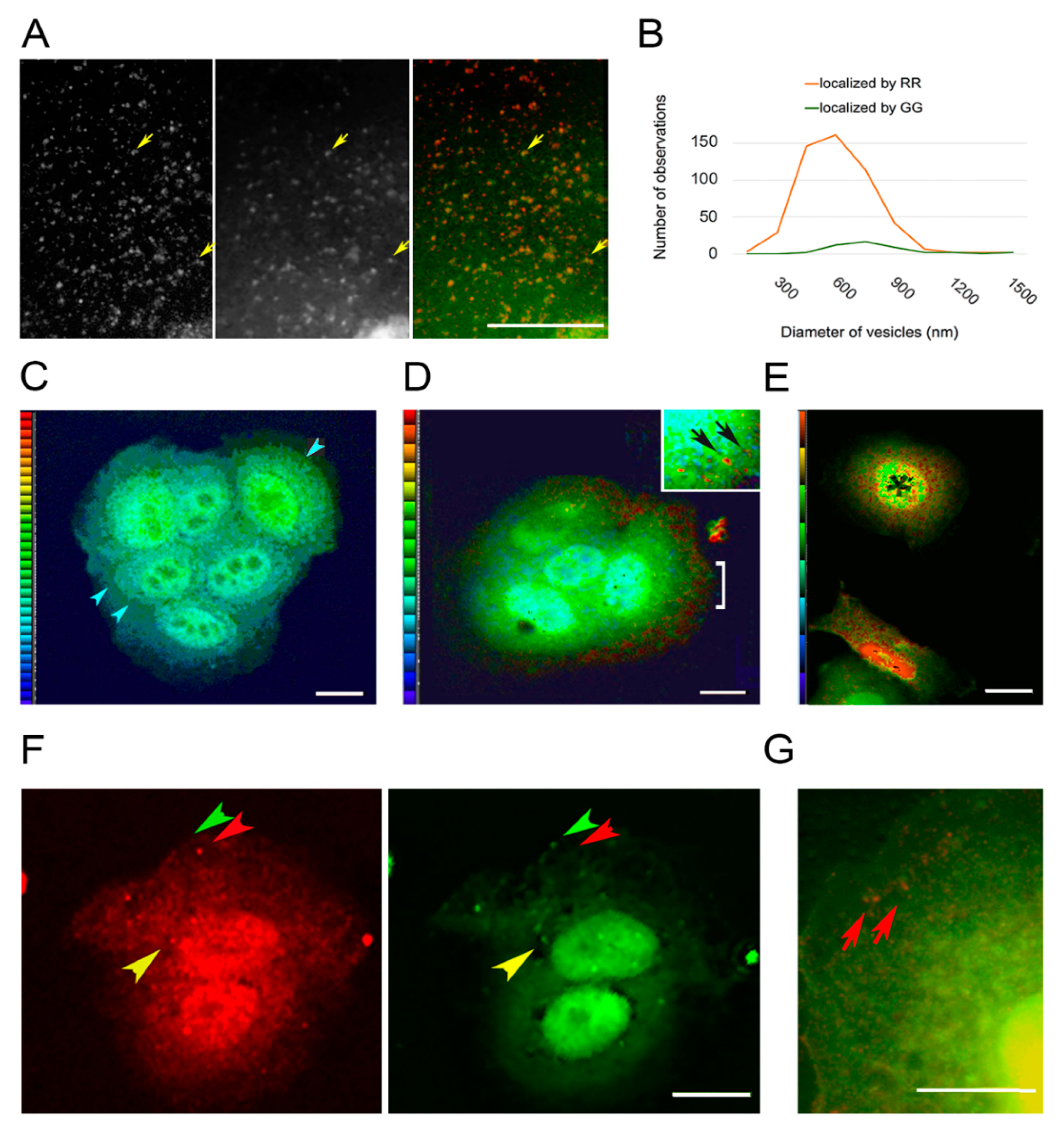 Biomolecules 10 01288 g003
