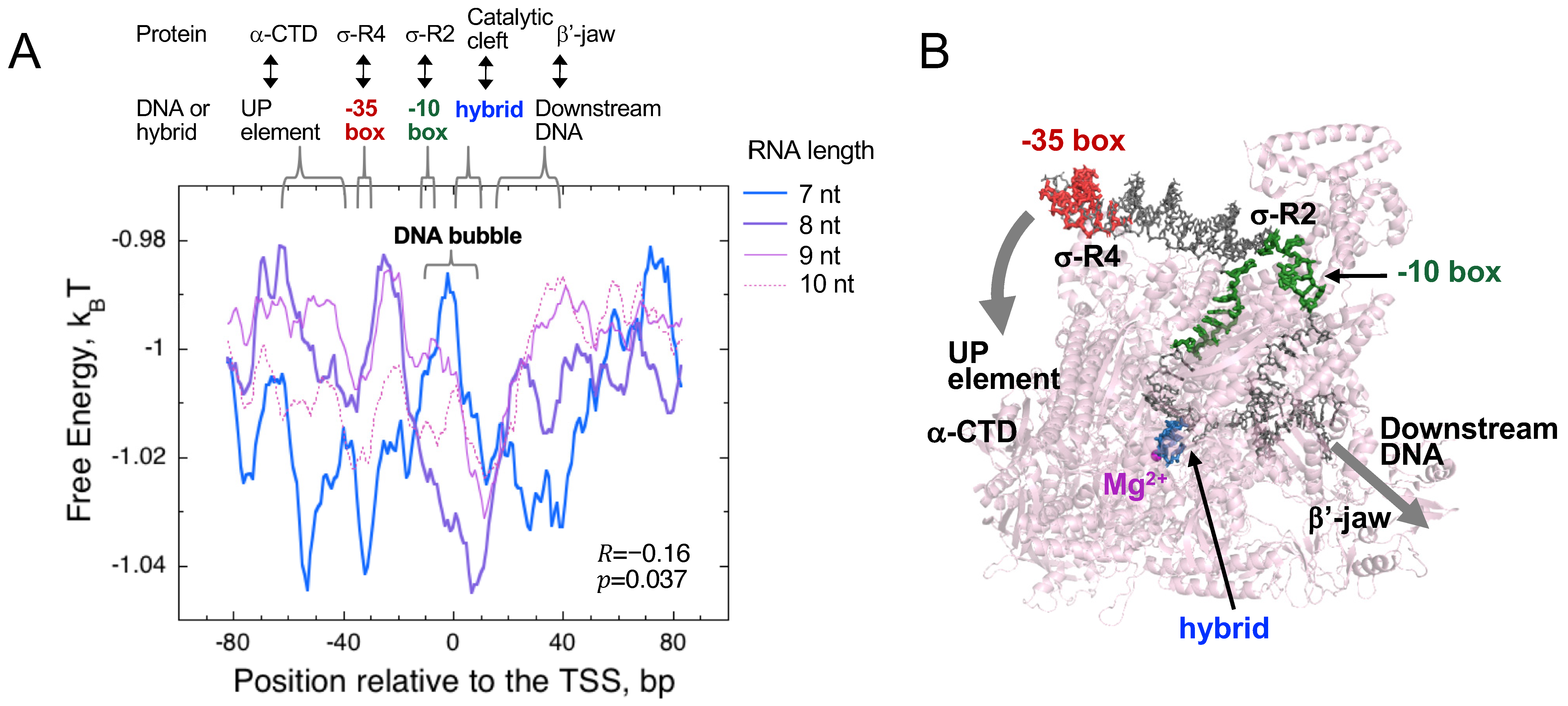 Biomolecules 10 01299 g011 Biomolecules 10 01299 g011