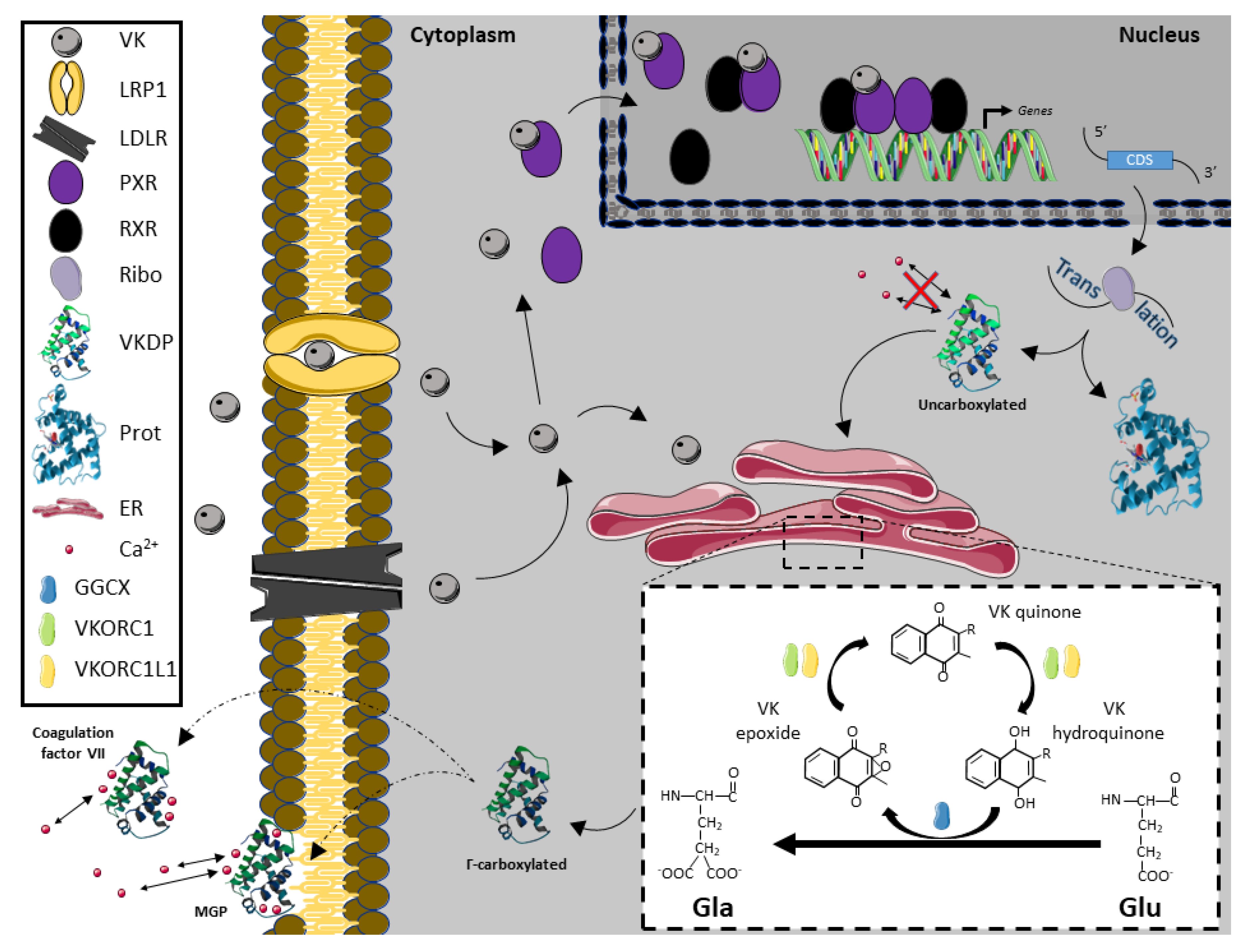 Biomolecules 10 01303 g002 Biomolecules 10 01303 g002