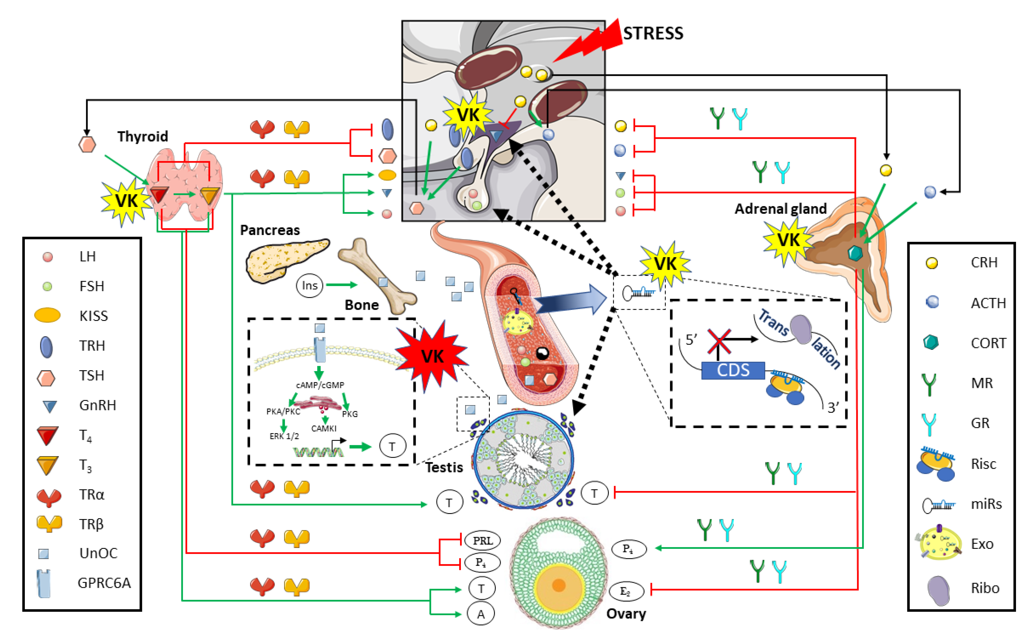 Biomolecules 10 01303 g005 Biomolecules 10 01303 g005