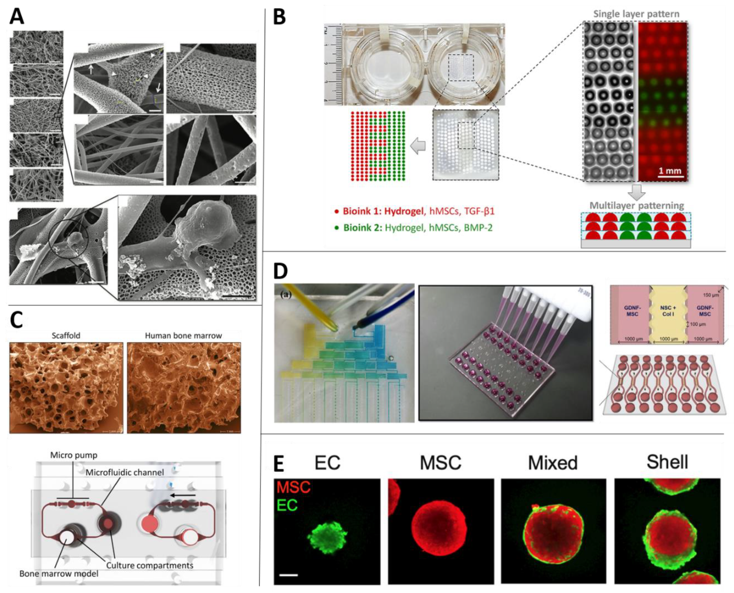 Biomolecules 10 01306 g003 Biomolecules 10 01306 g003
