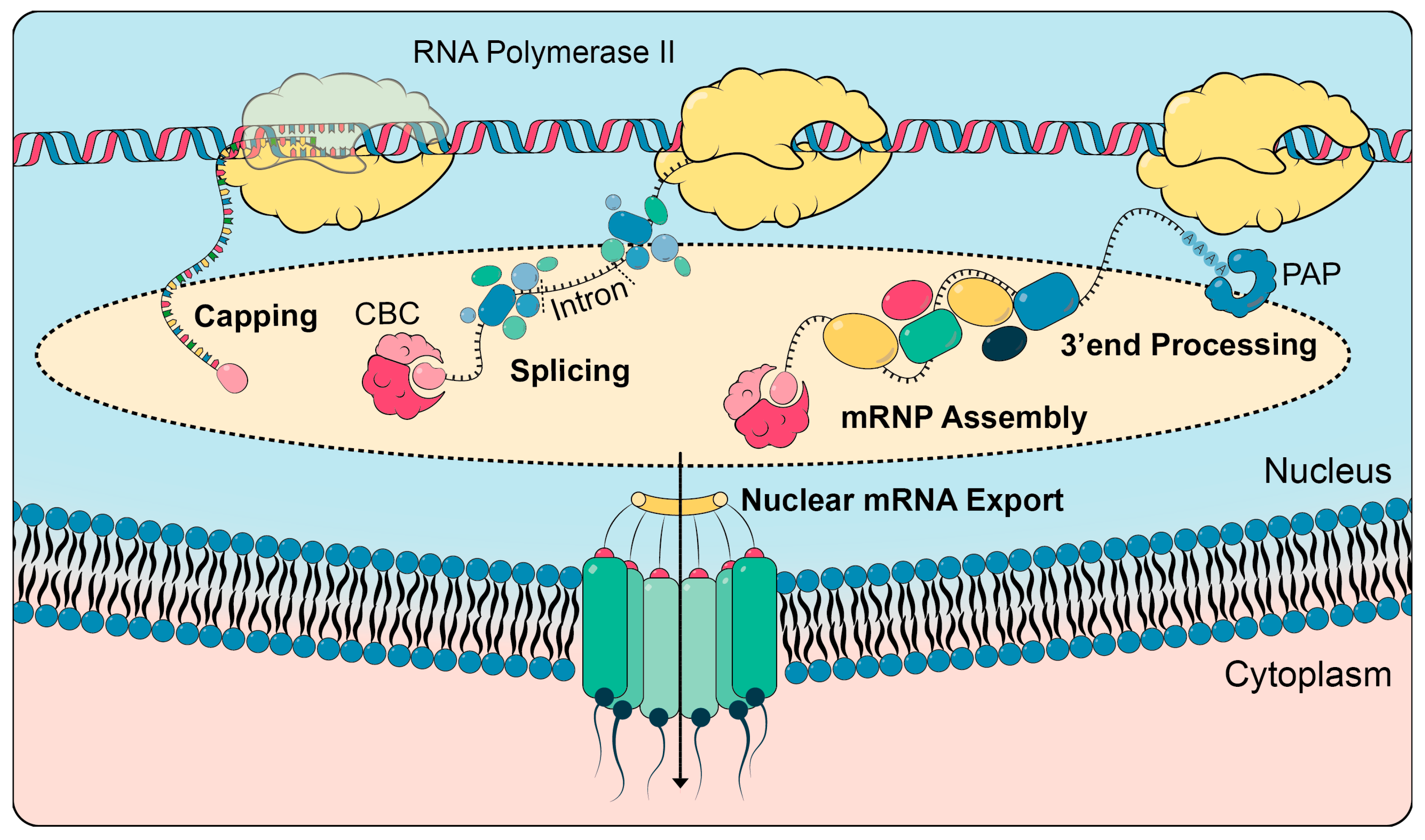 mrnp biogenezis anti aging