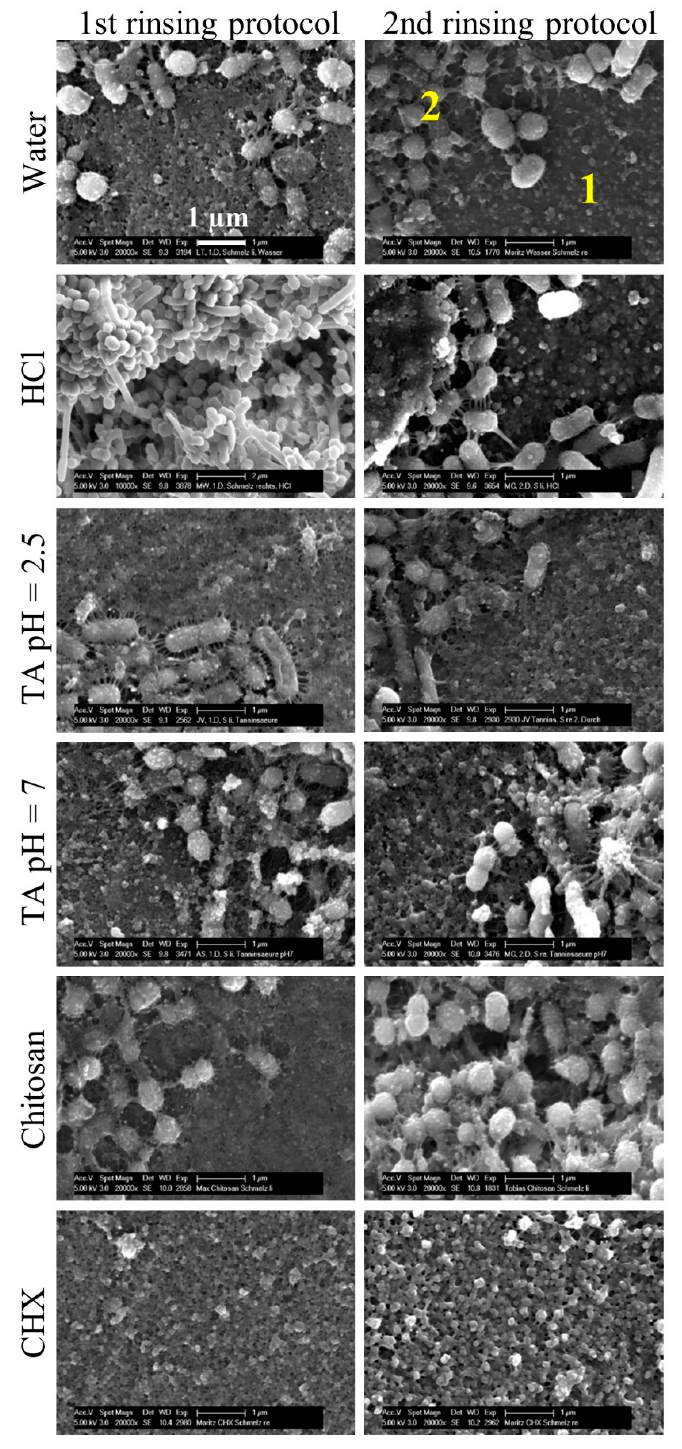 Biomolecules 10 01315 g007