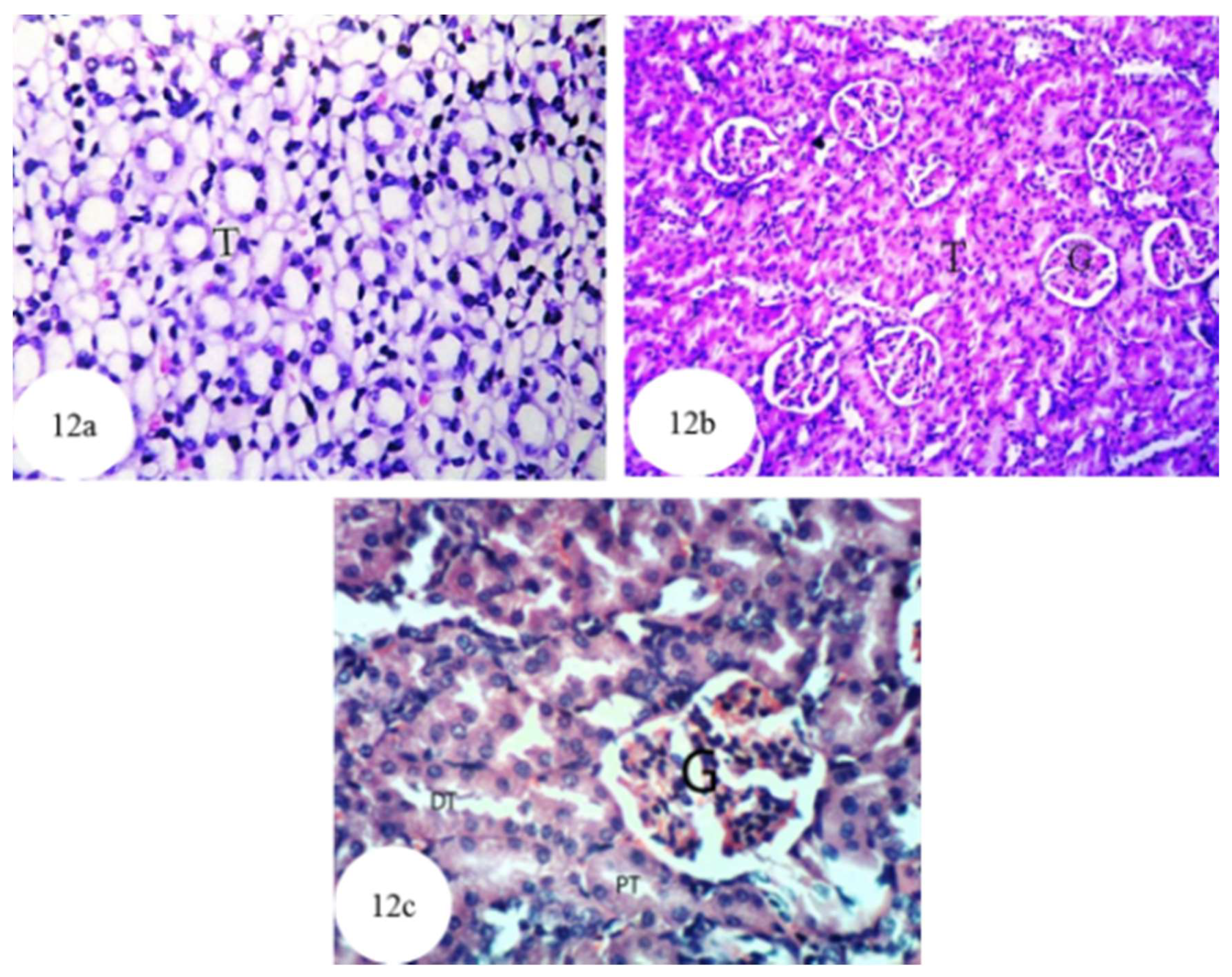 Biomolecules 10 01317 g012