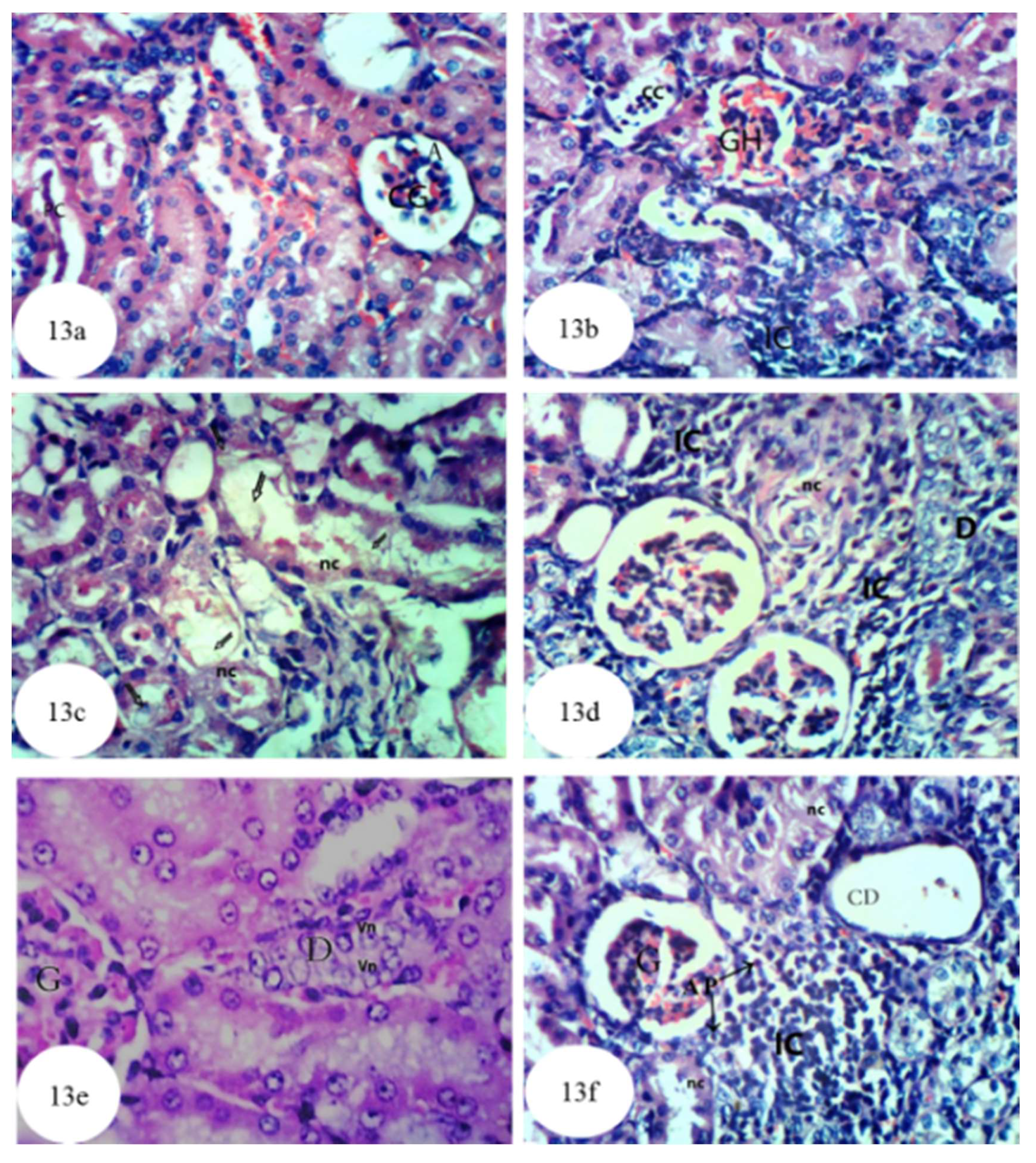 Biomolecules 10 01317 g013