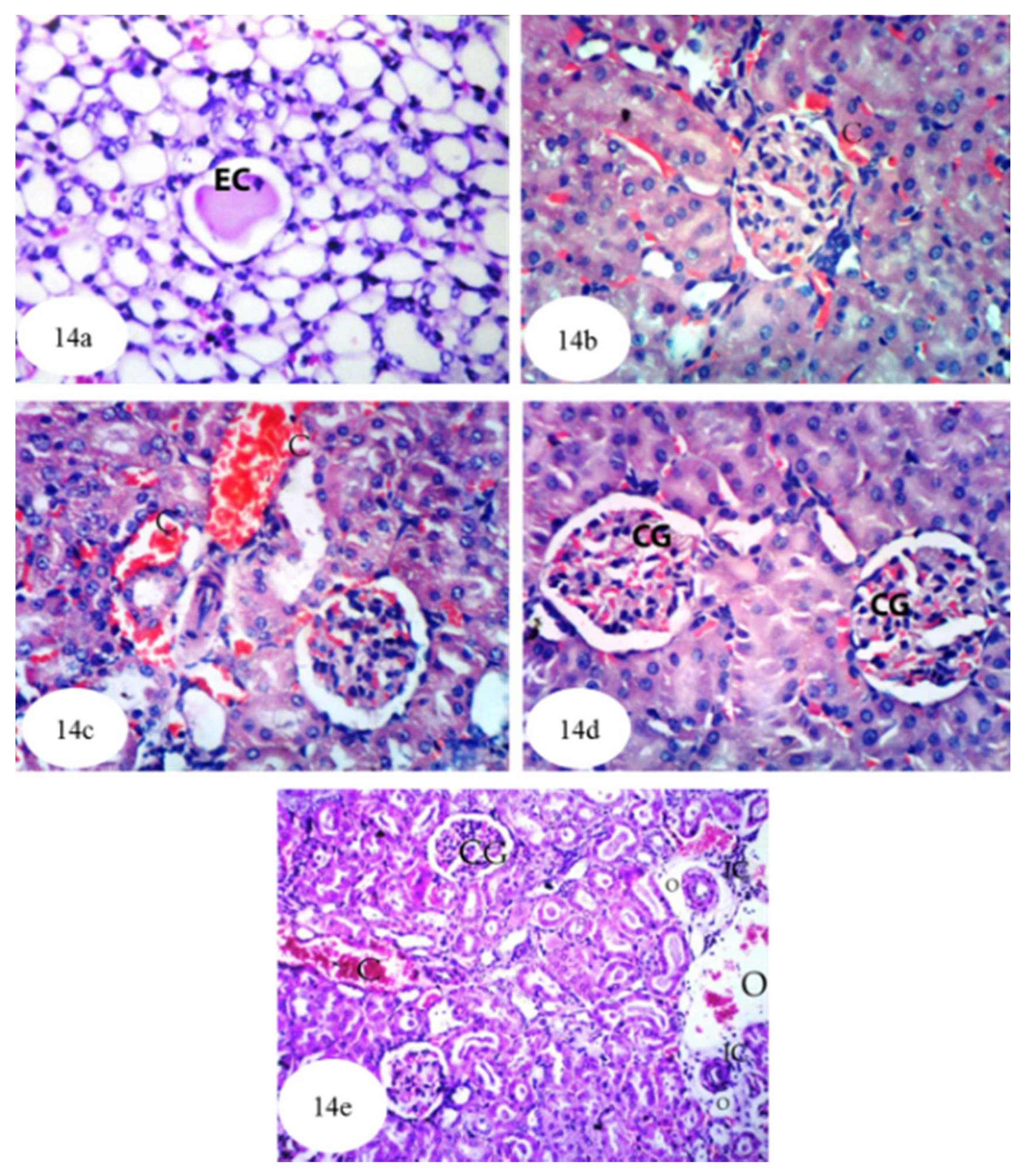Biomolecules 10 01317 g014