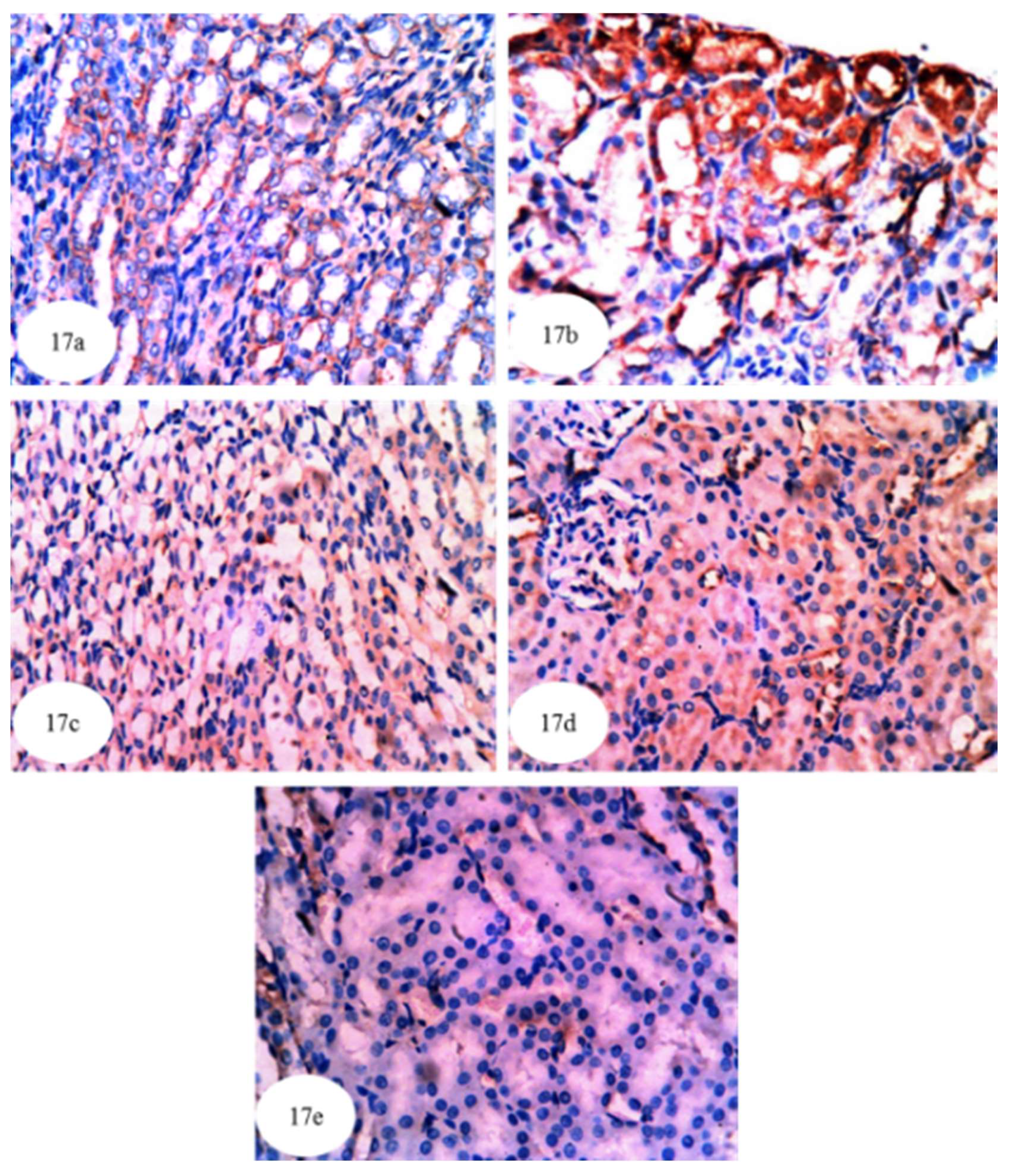 Biomolecules 10 01317 g017