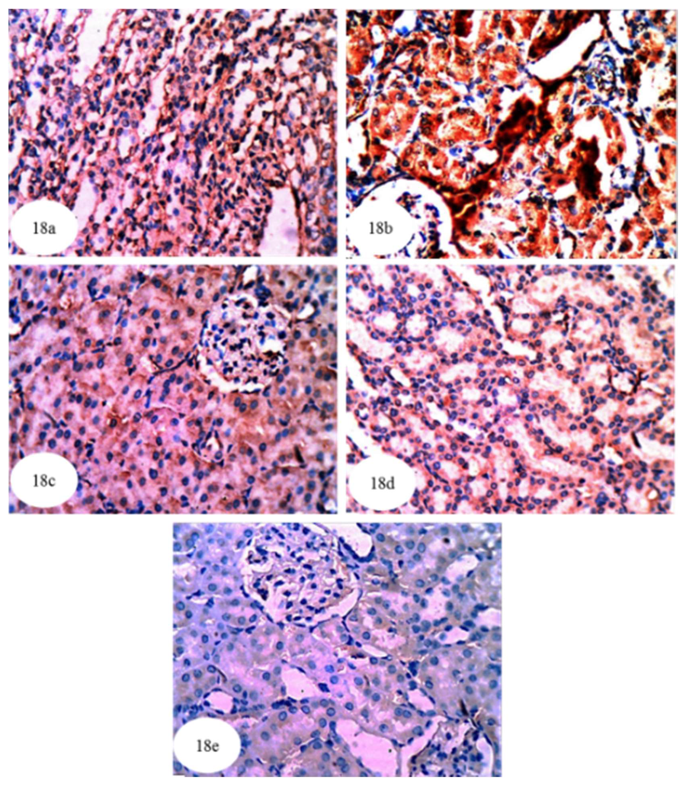 Biomolecules 10 01317 g018