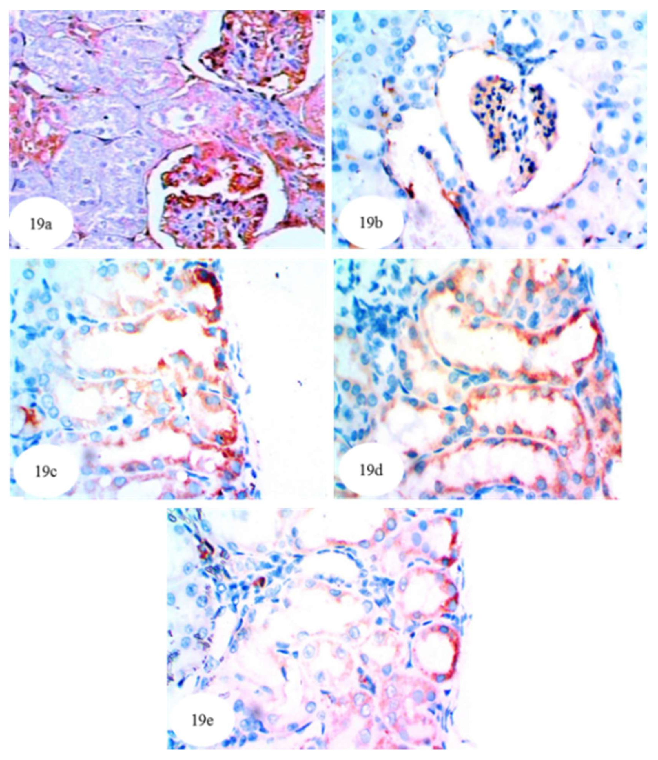 Biomolecules 10 01317 g019