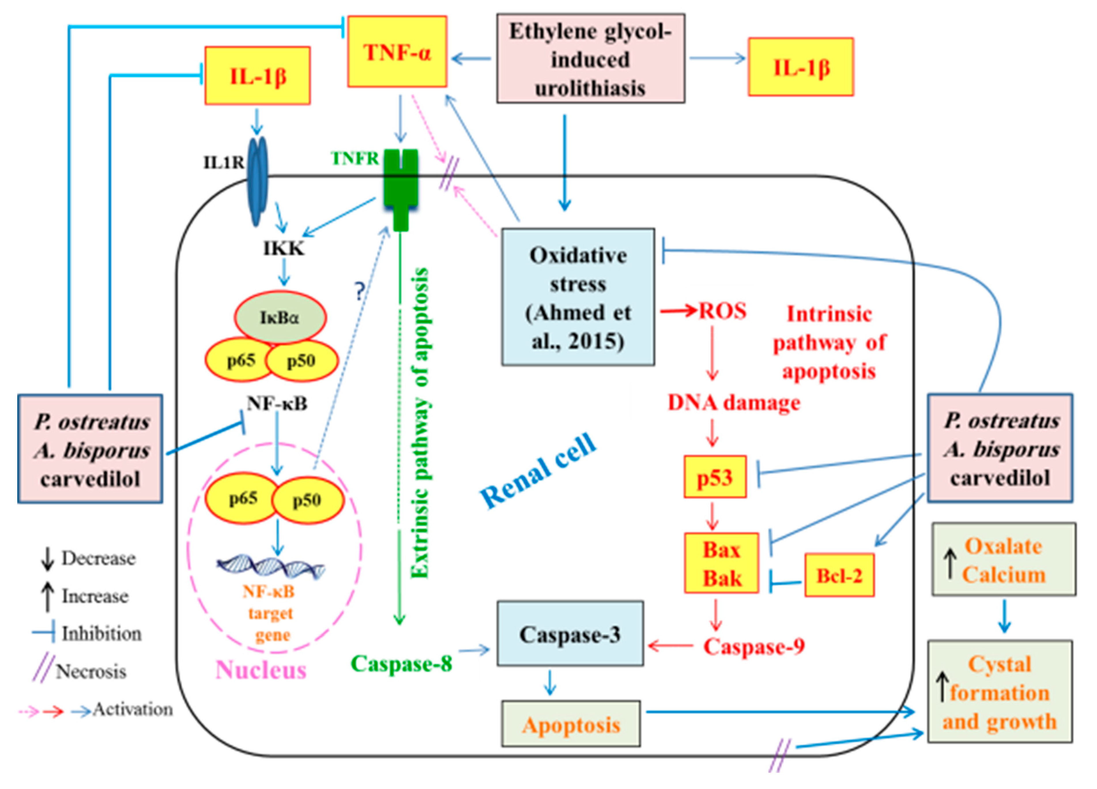 Biomolecules 10 01317 g025
