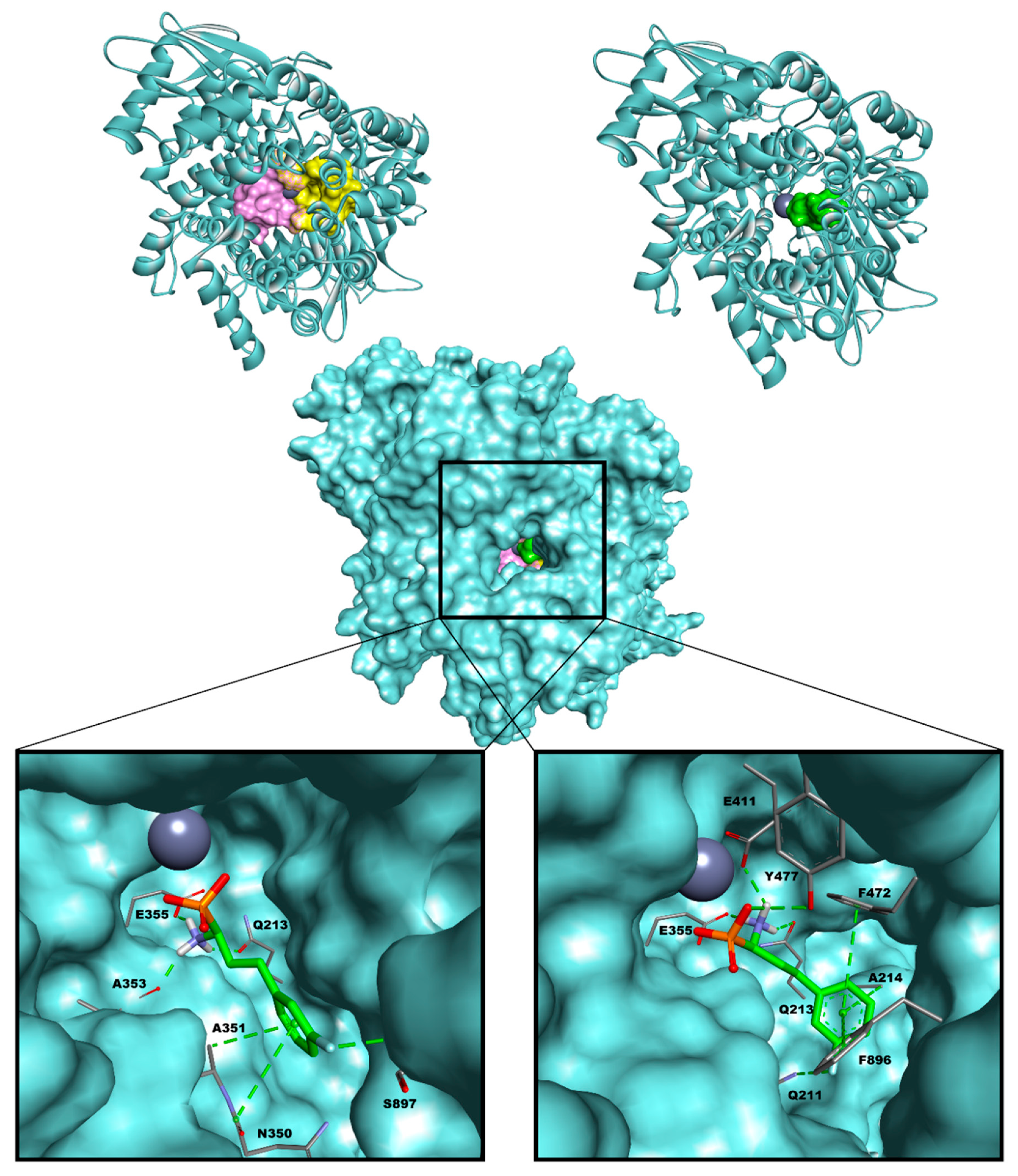 Biomolecules 10 01319 g002 Biomolecules 10 01319 g002
