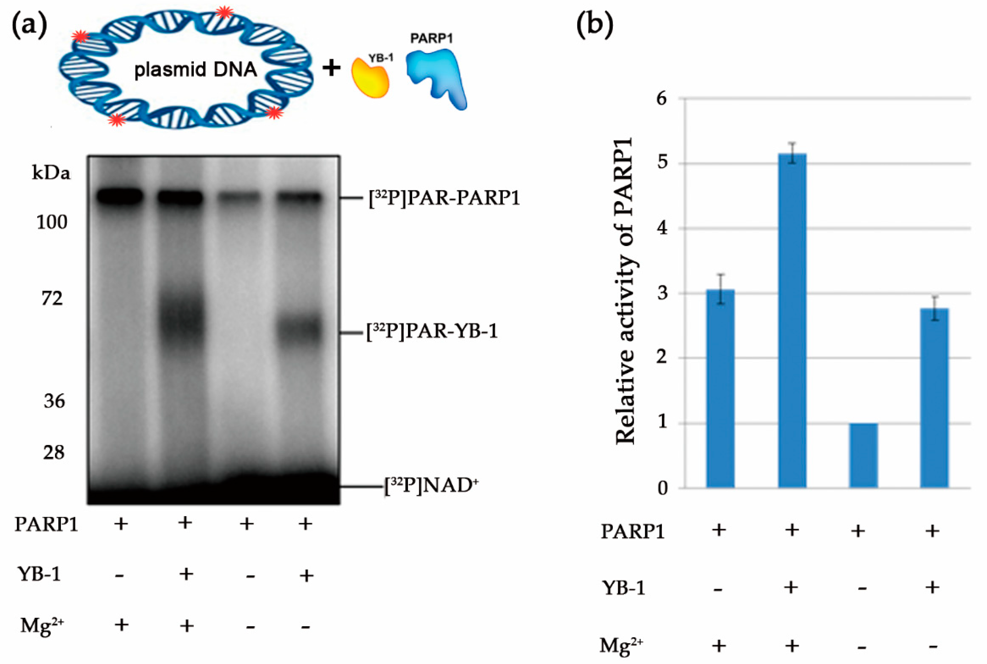 Poly(ADP-ribosyl)ation of PARP1 and YB-1. A. Time course of PARP1