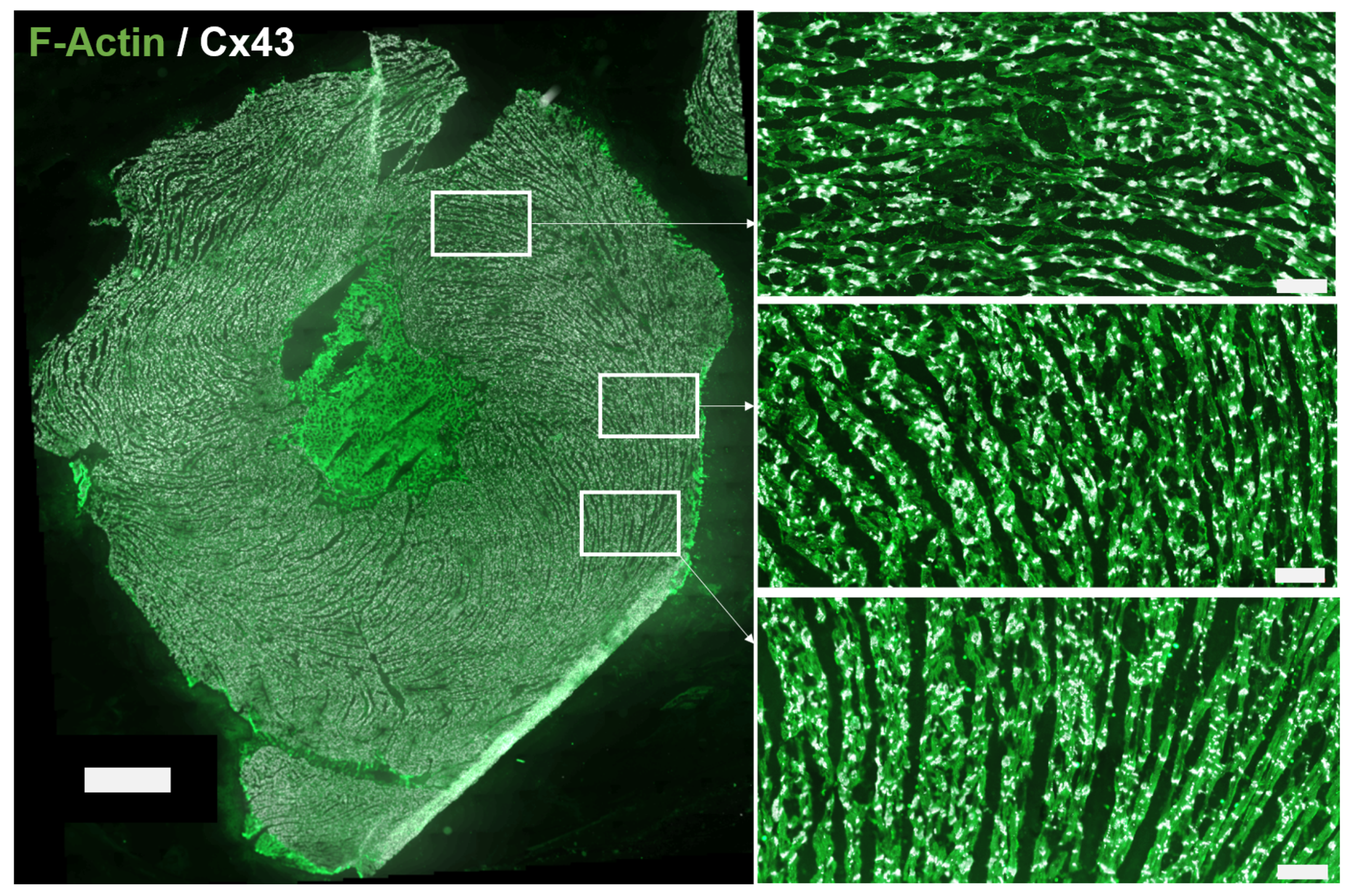 Biomolecules 10 01334 g002