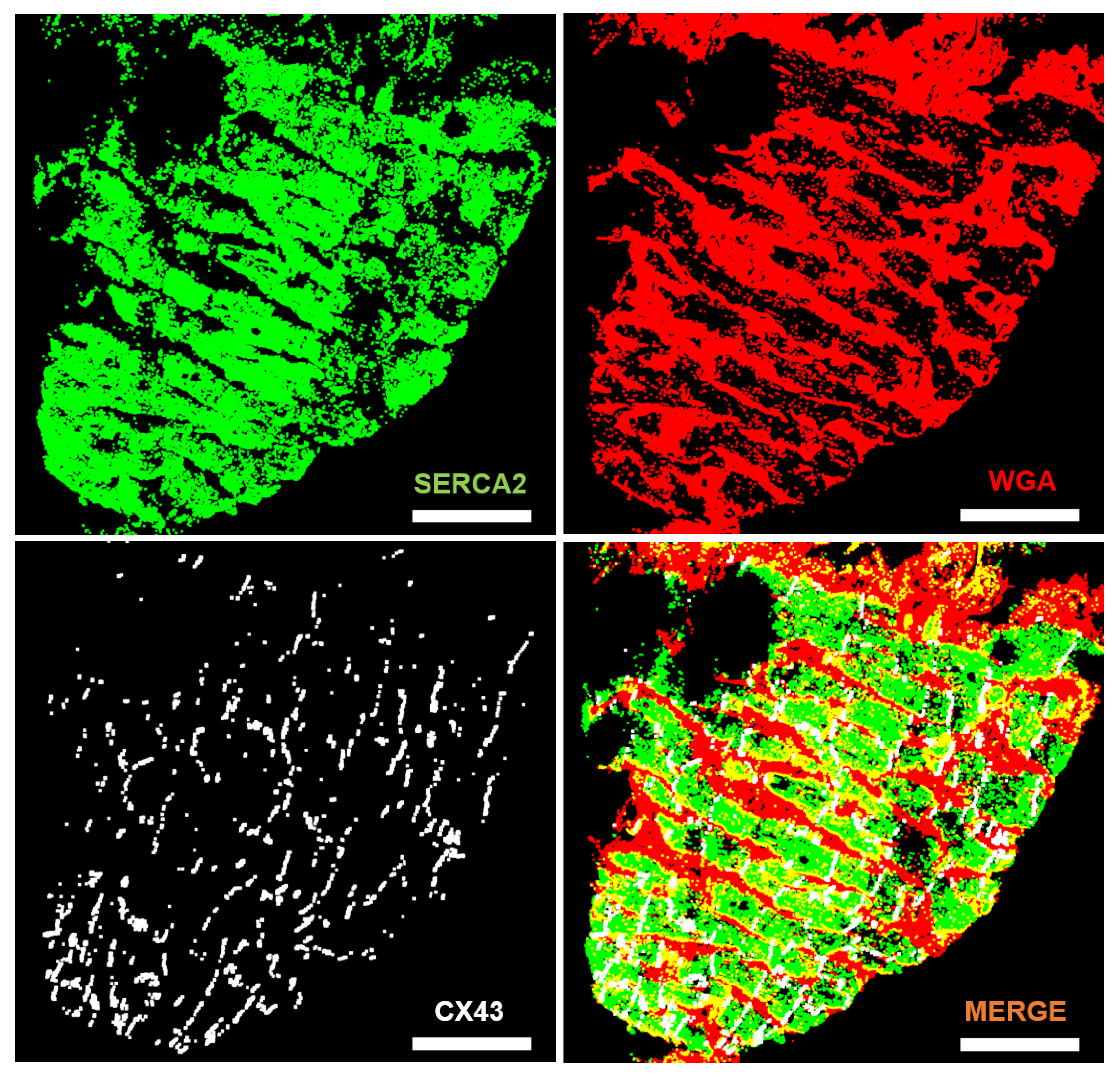 Biomolecules 10 01334 g004