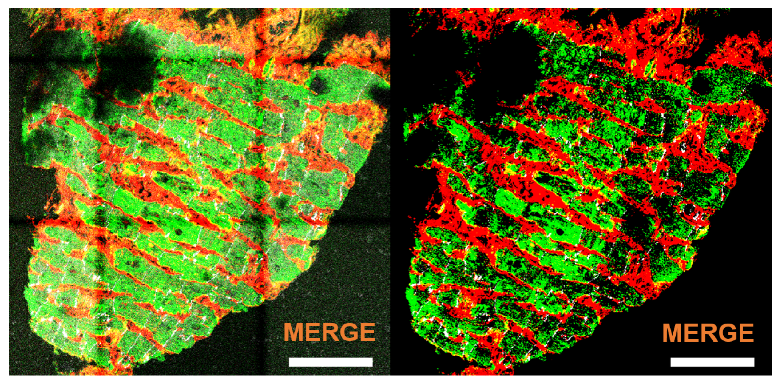 Biomolecules 10 01334 g005