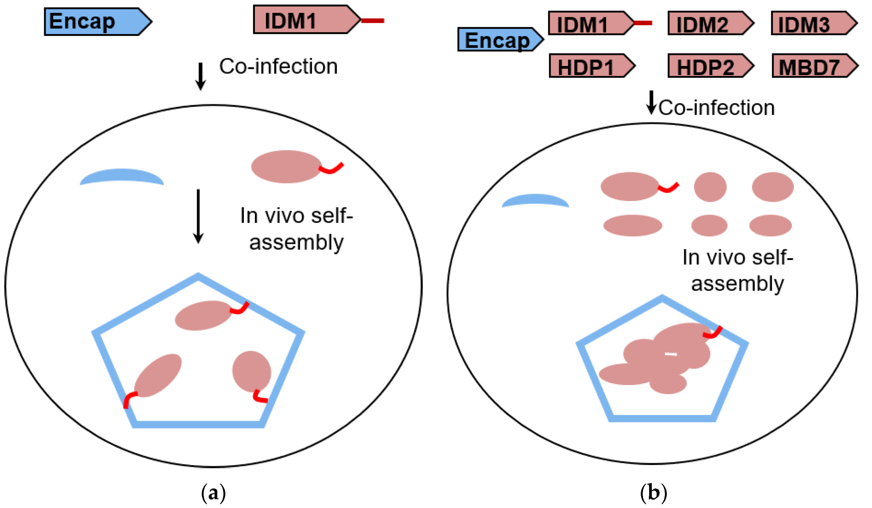 Biomolecules 10 01342 g001 Biomolecules 10 01342 g001