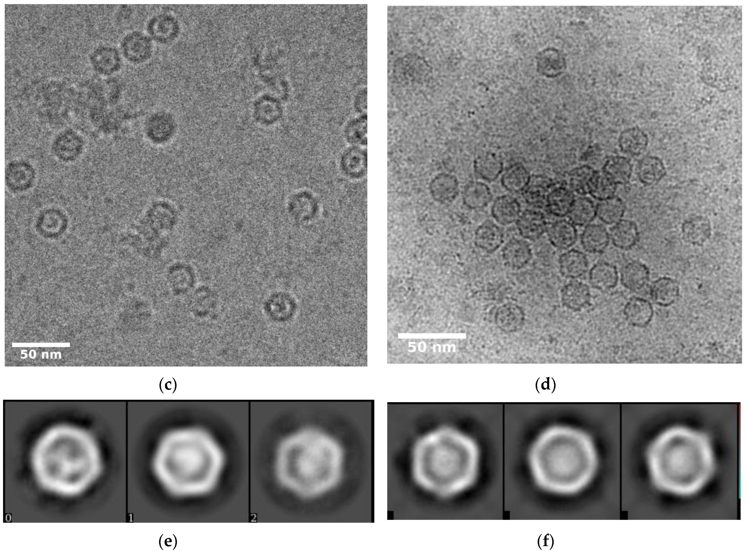 Biomolecules 10 01342 g002b Biomolecules 10 01342 g002b