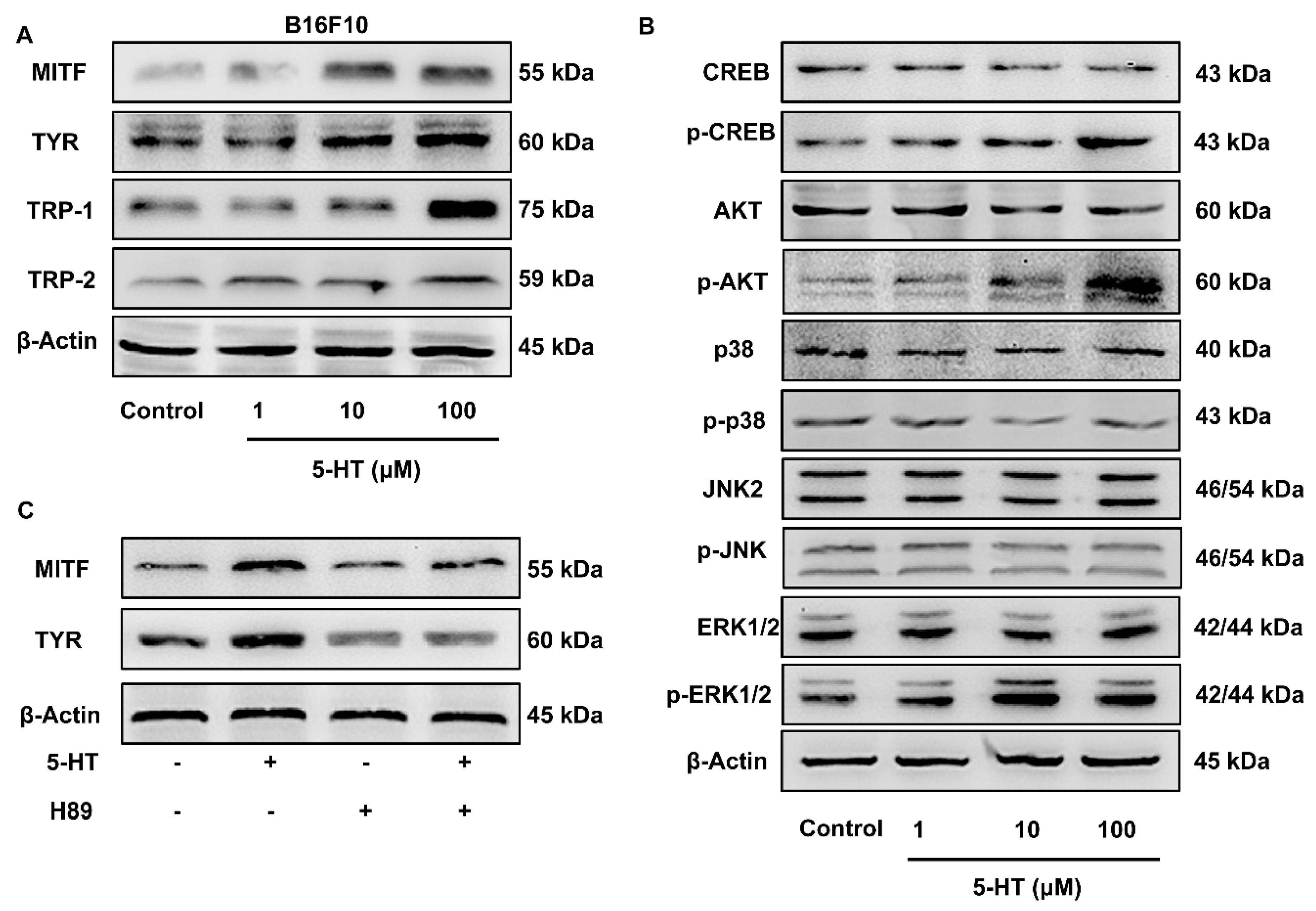 Biomolecules 10 01344 g005 Biomolecules 10 01344 g005
