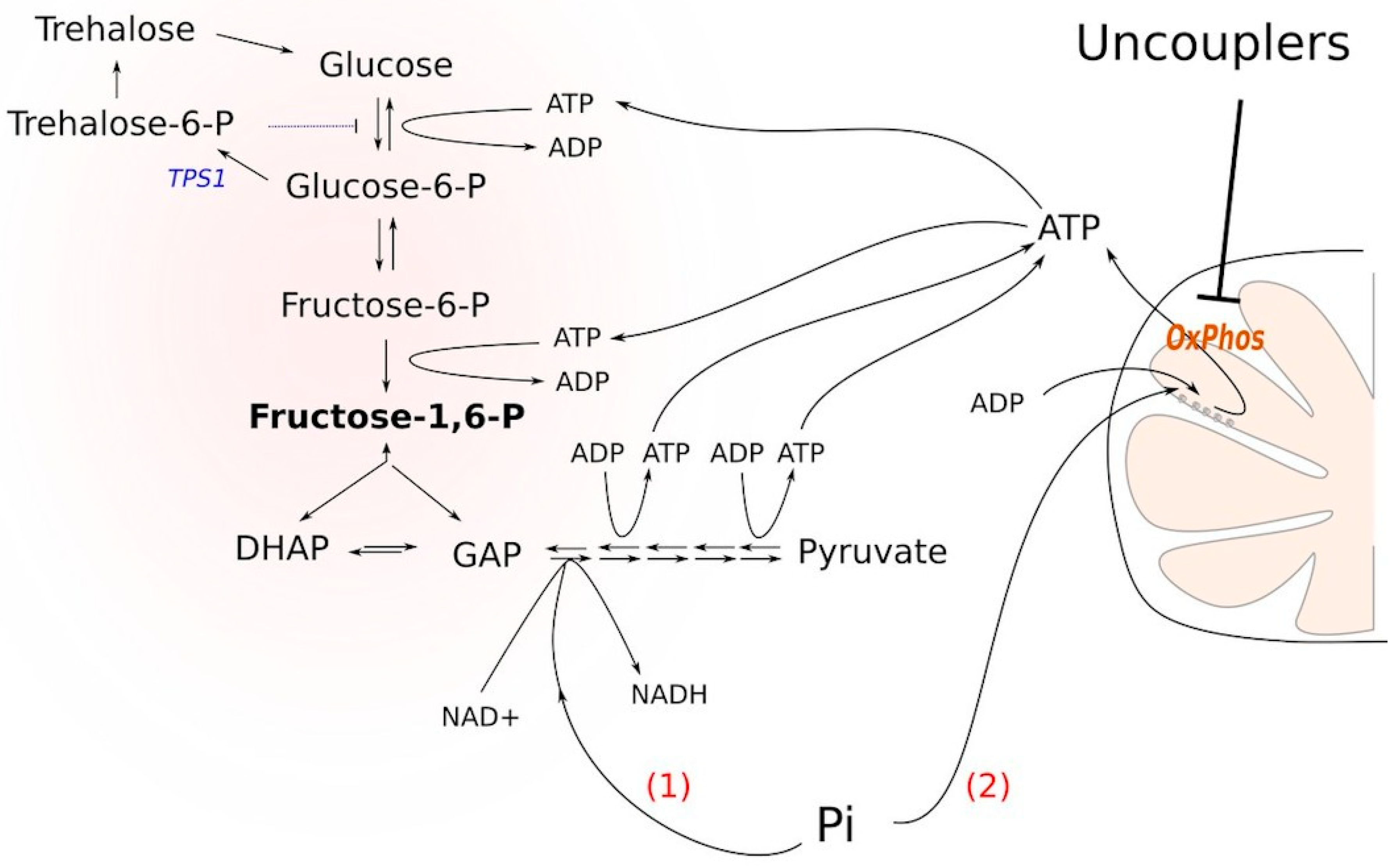 Biomolecules 10 01345 g001