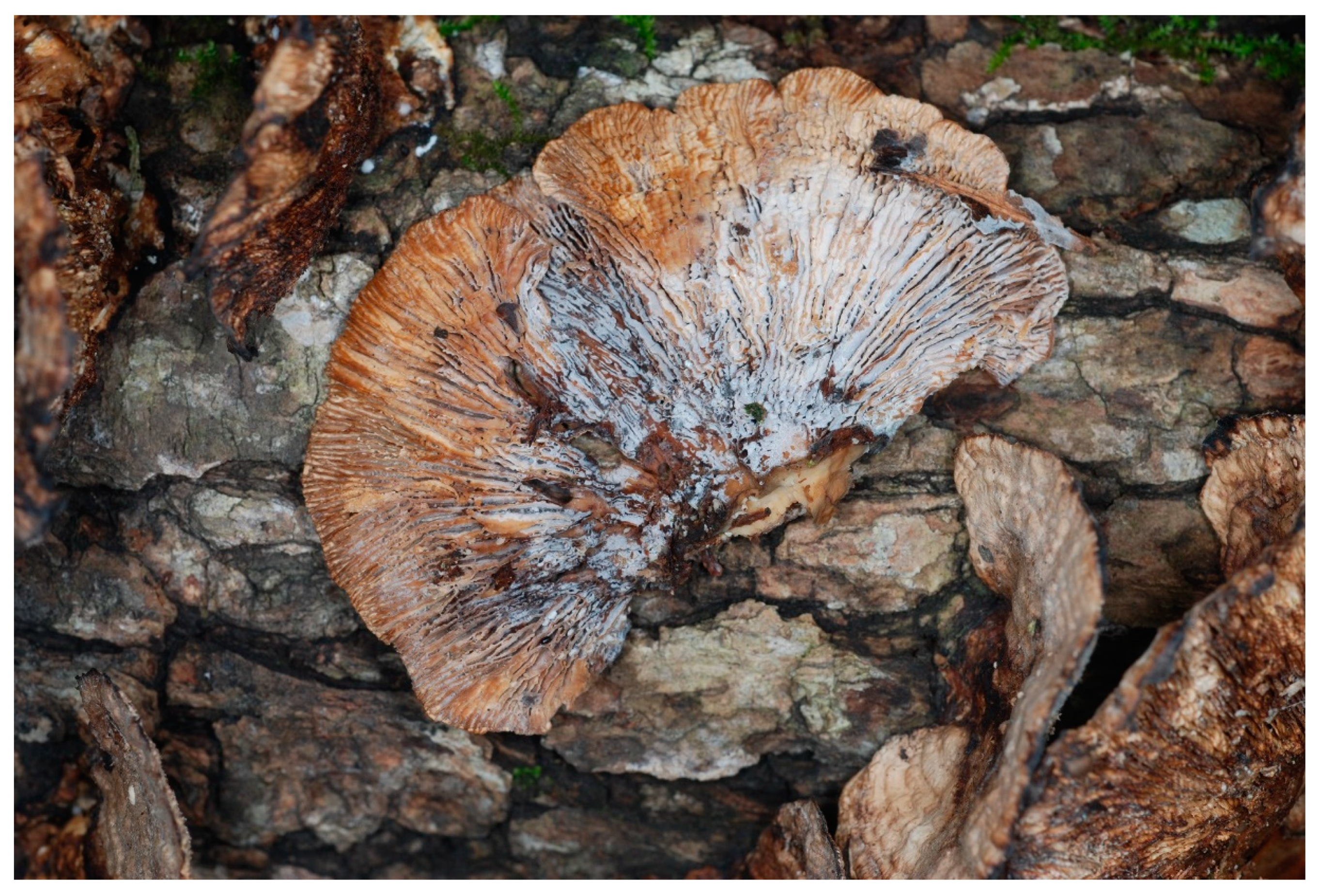 Biomolecules 10 01371 g001