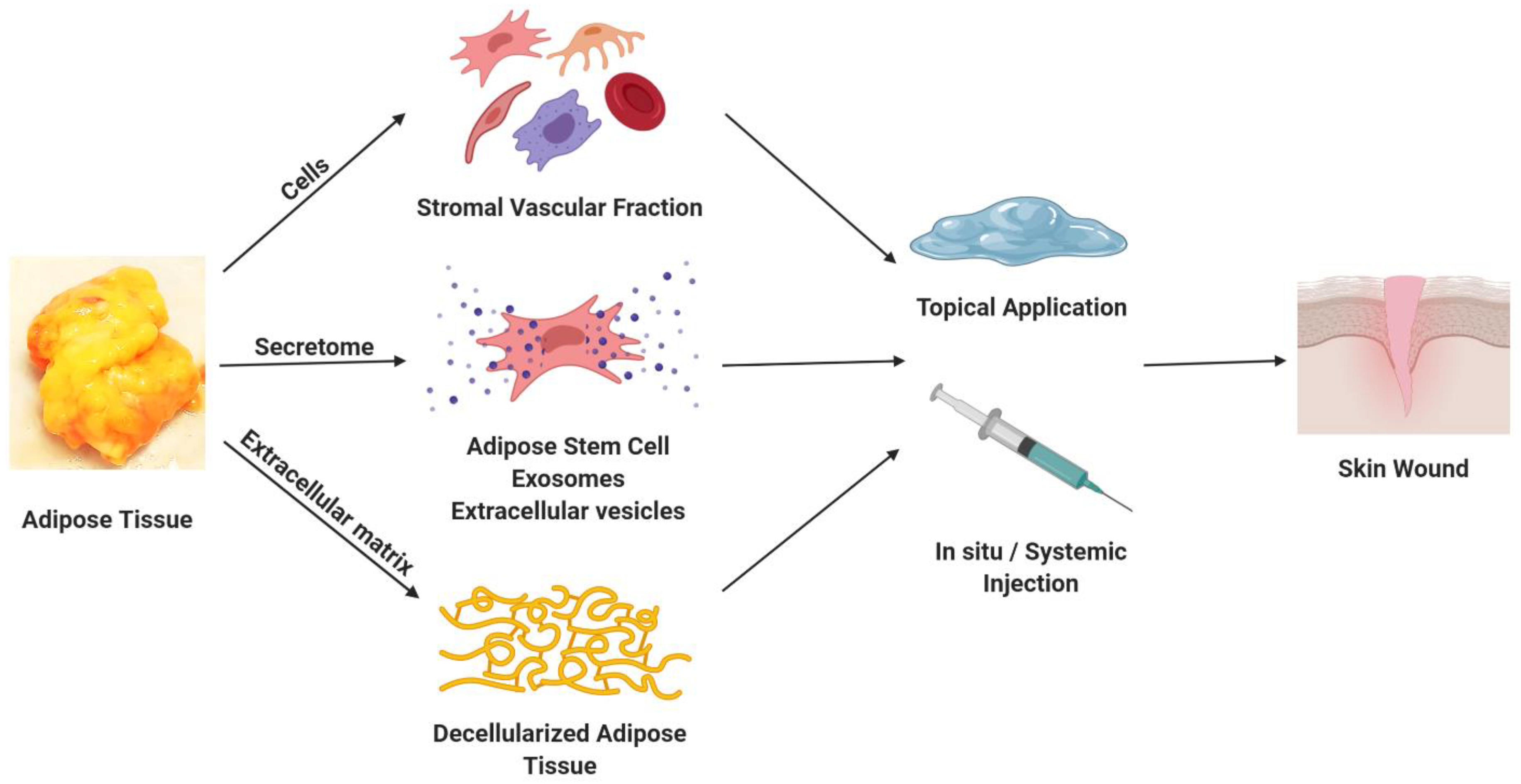 biomolecules free full text clinical translational potential in skin wound regeneration for adipose derived blood derived and cellulose materials cells exosomes and hydrogels html