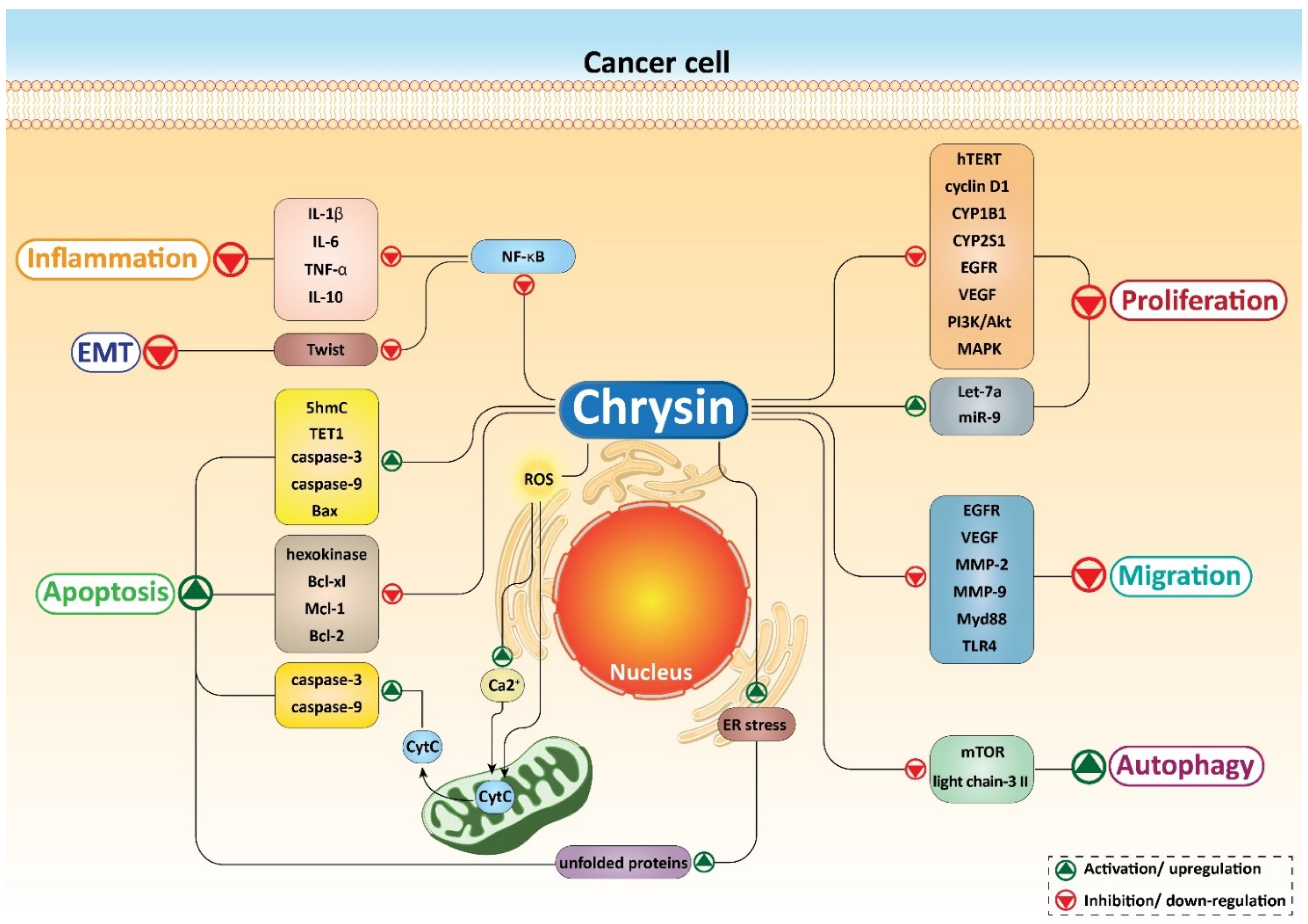 Biomolecules 10 01374 g003 Biomolecules 10 01374 g003