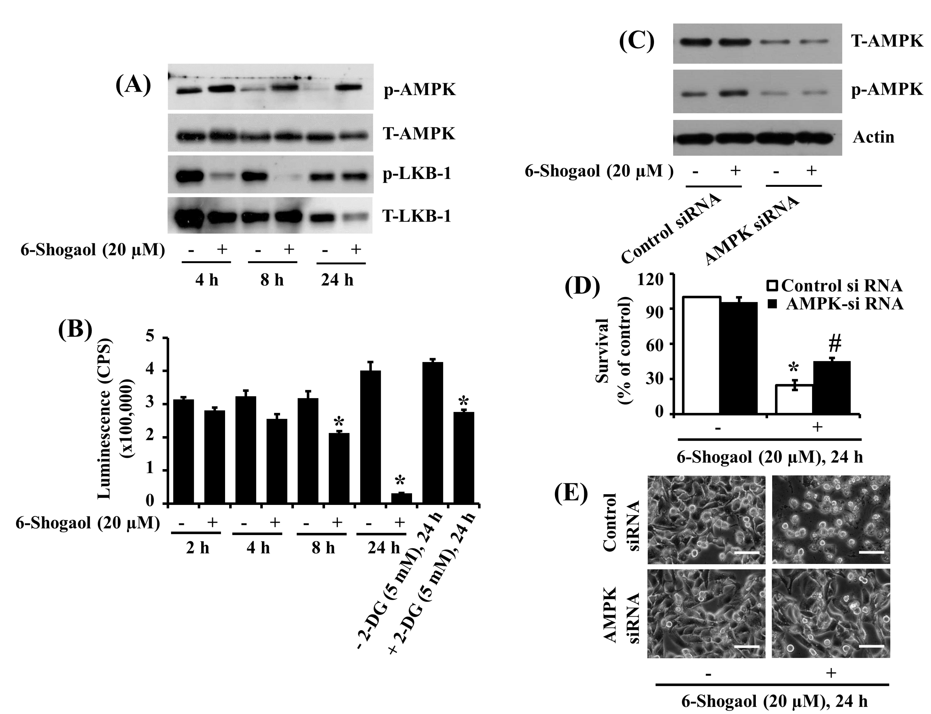 Biomolecules 10 01380 g004
