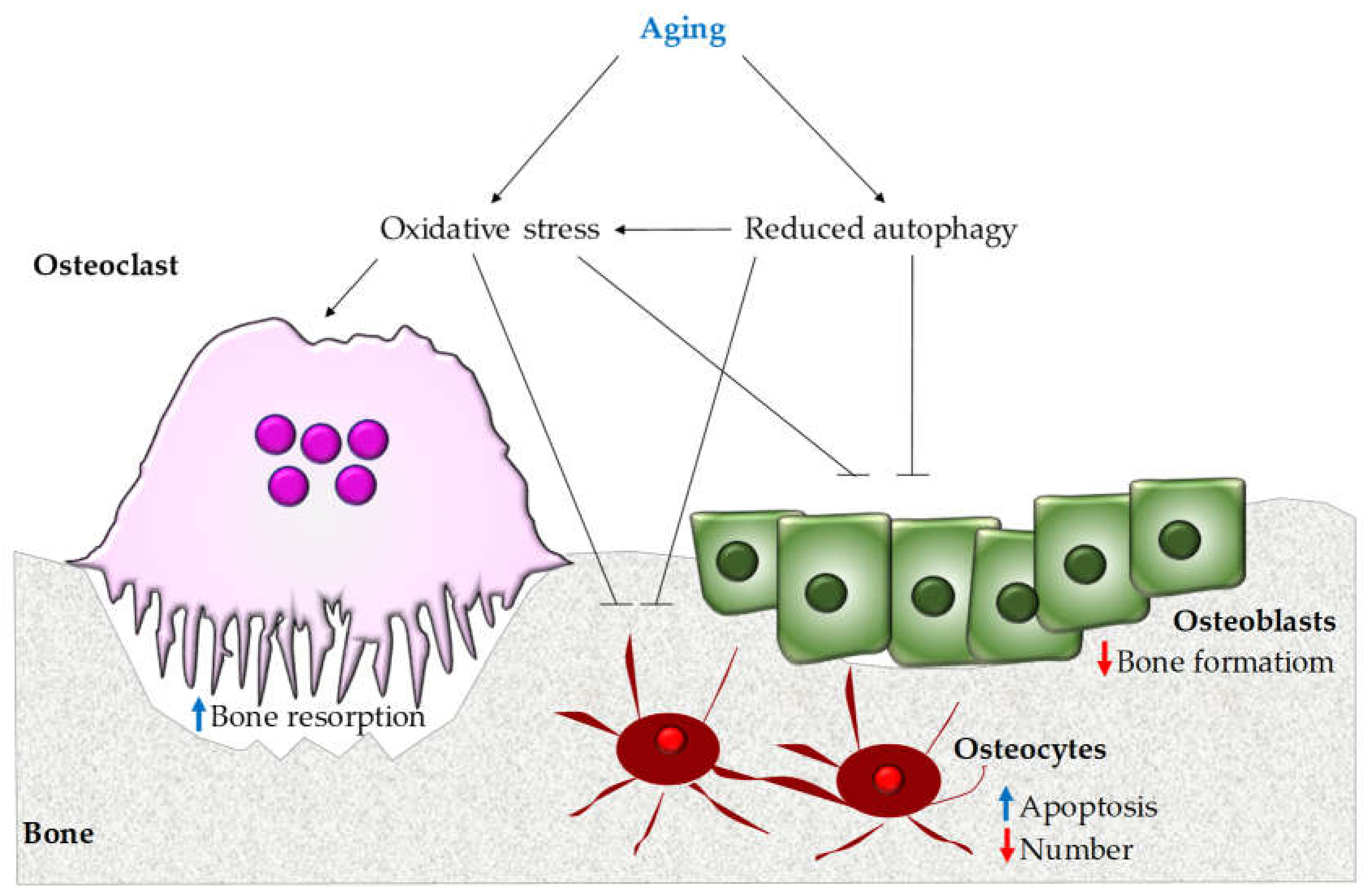 Biomolecules 10 01398 g002 Biomolecules 10 01398 g002