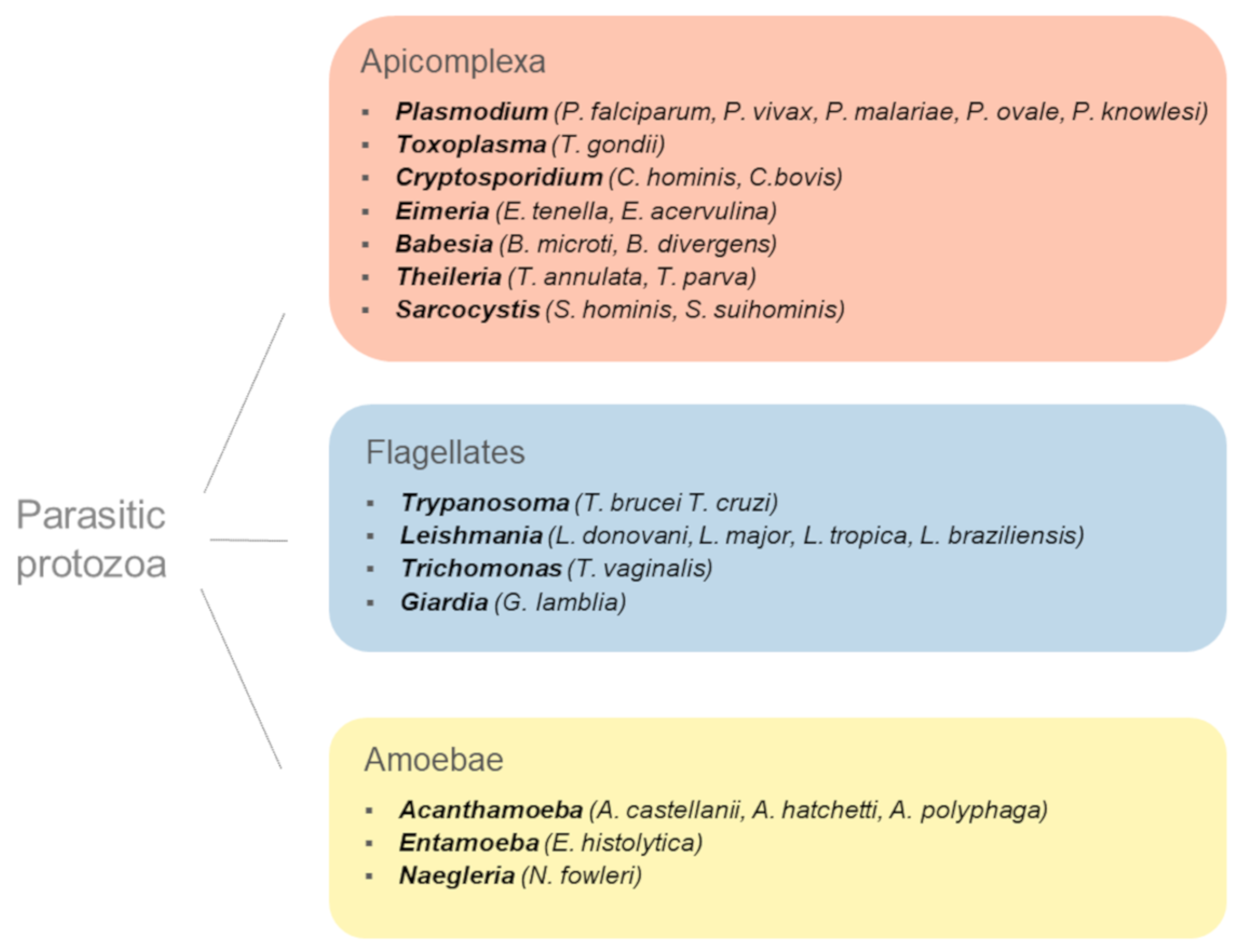 parasitic protozoa and human diseases