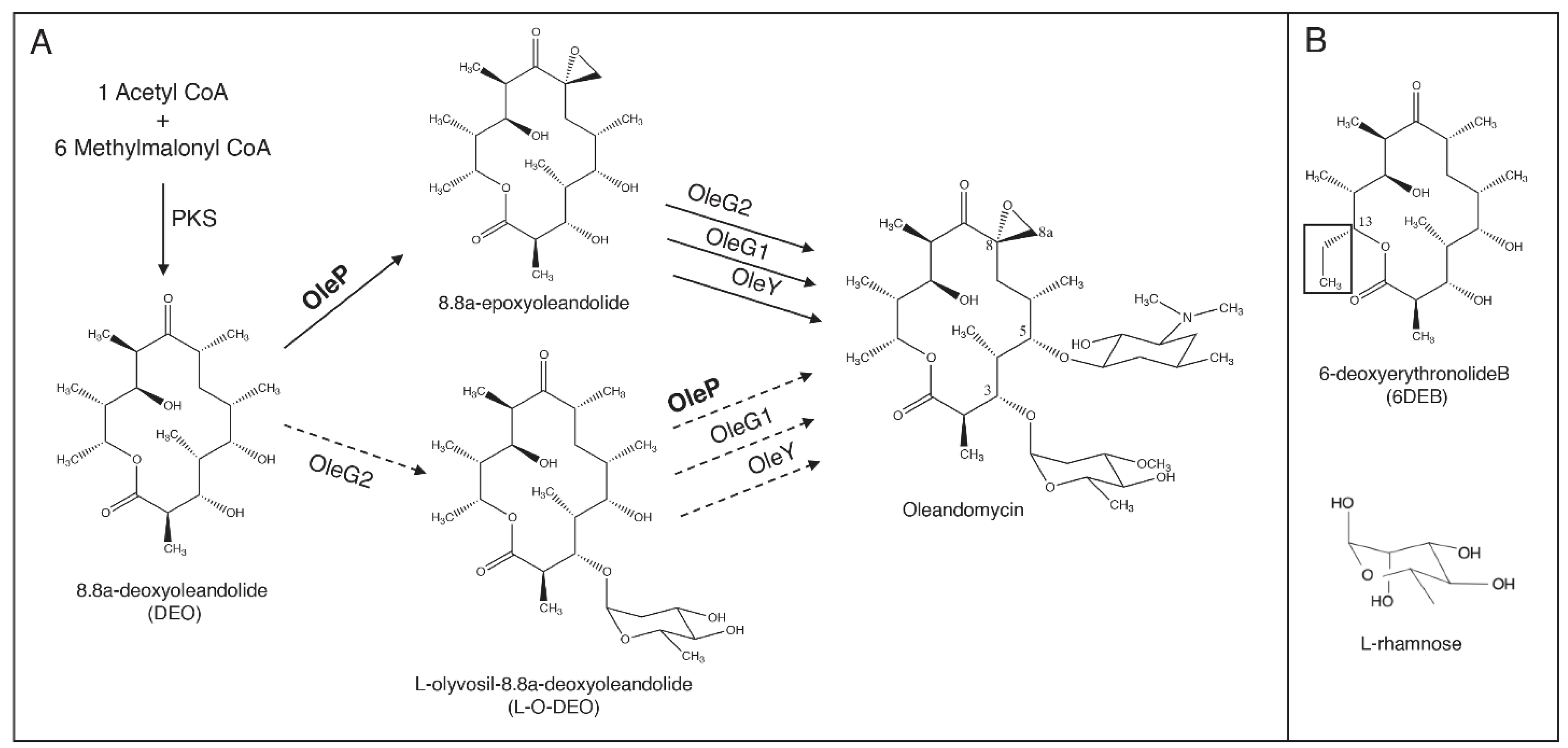 Biomolecules 10 01411 g001 Biomolecules 10 01411 g001
