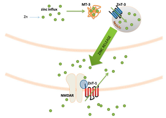 General Aspects of Metal Ions as Signaling Agents in Health
