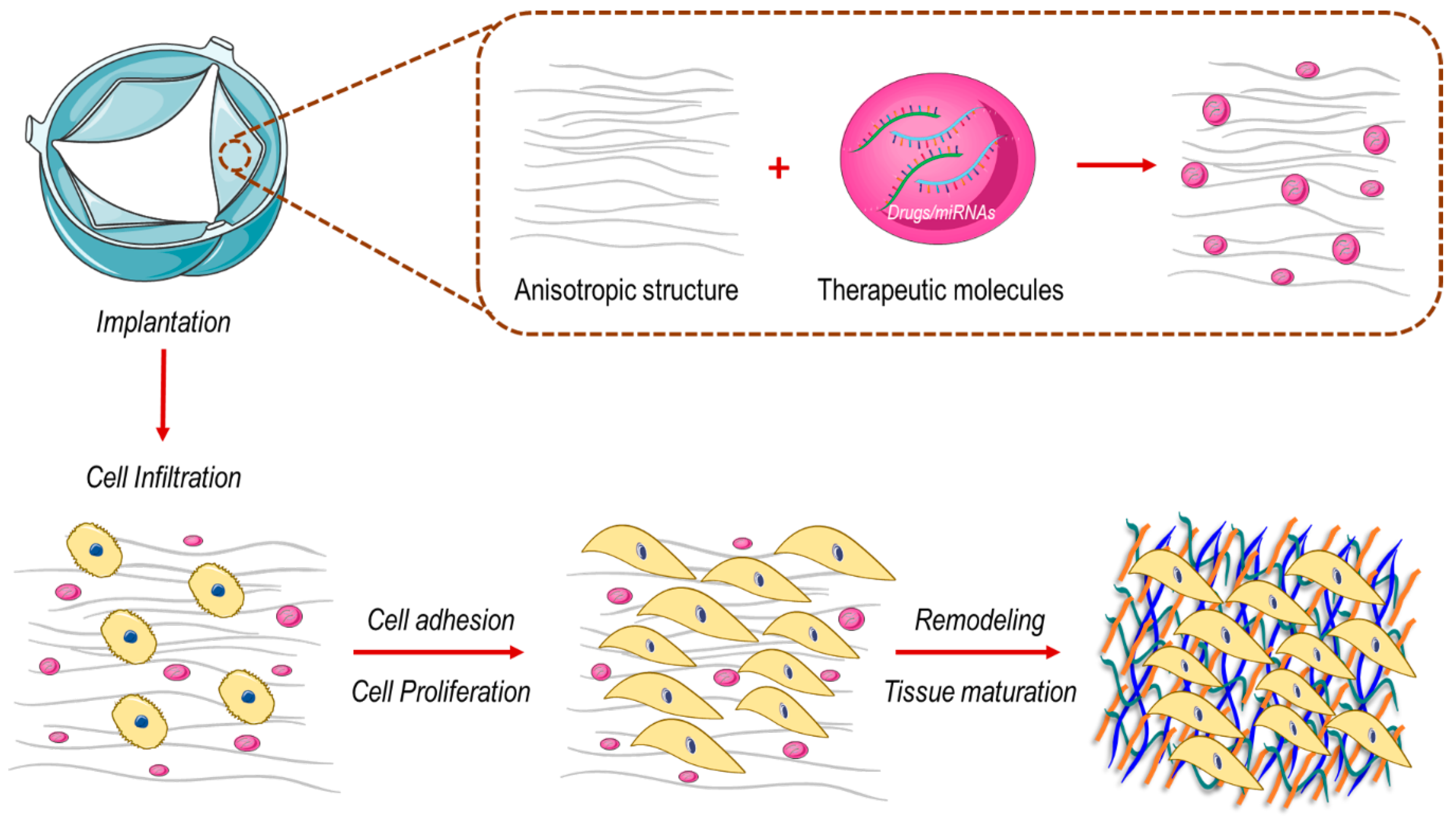 Biomolecules Free Full Text Harnessing Mechanosensation In Next Generation Cardiovascular Tissue Engineering Html