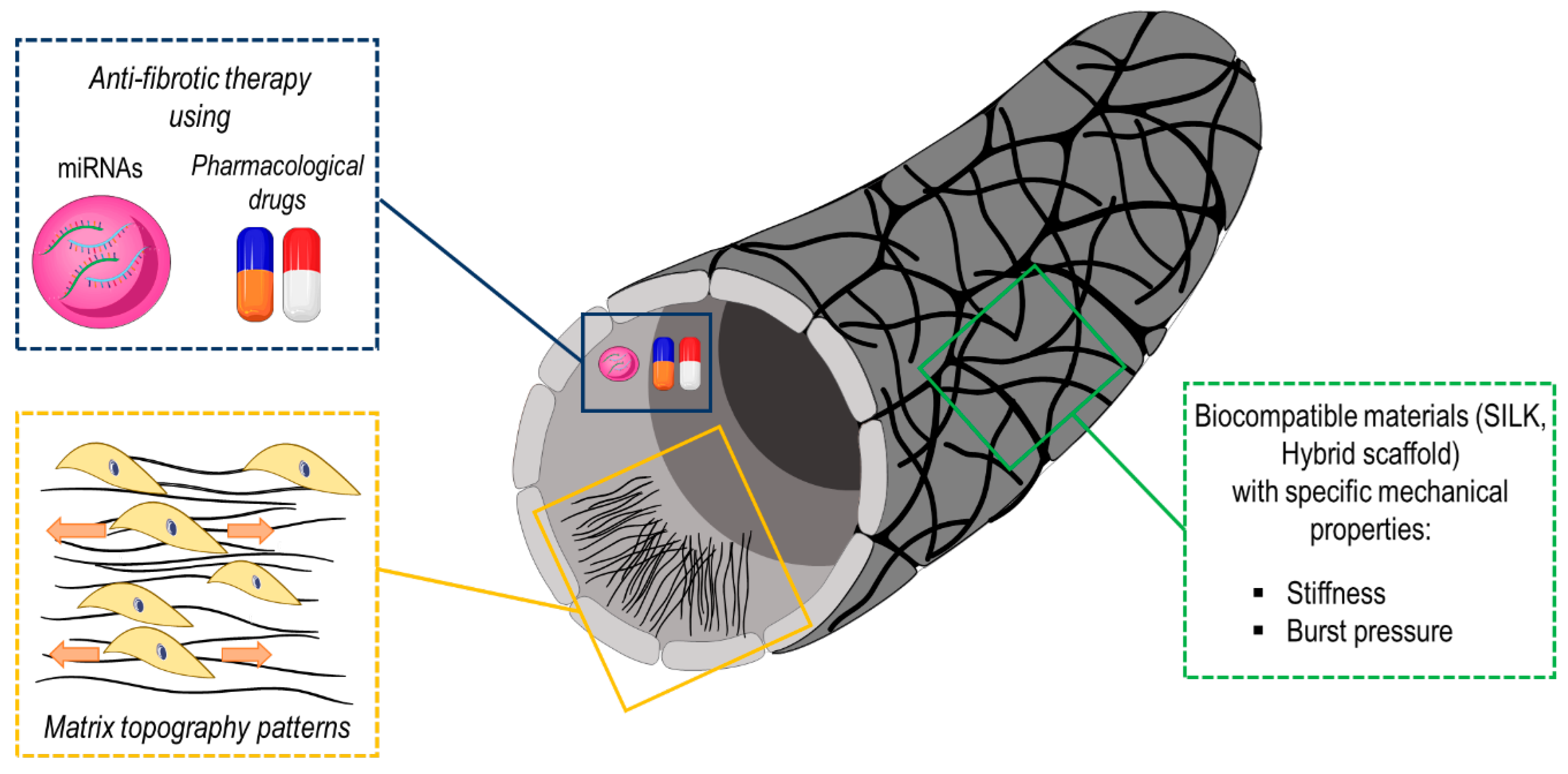 Biomolecules Free Full Text Harnessing Mechanosensation In Next Generation Cardiovascular Tissue Engineering Html