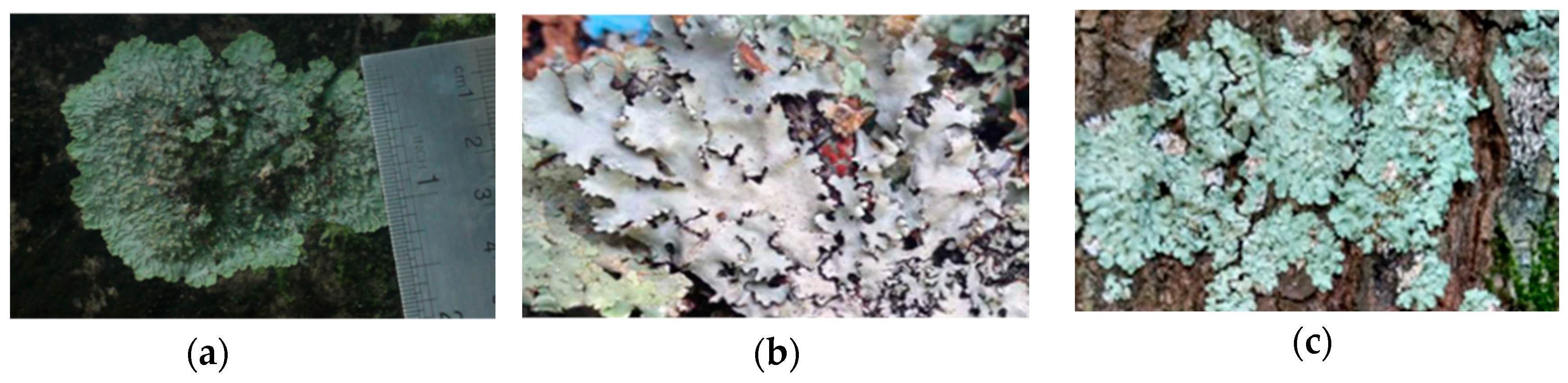 Biomolecules 10 01420 g002