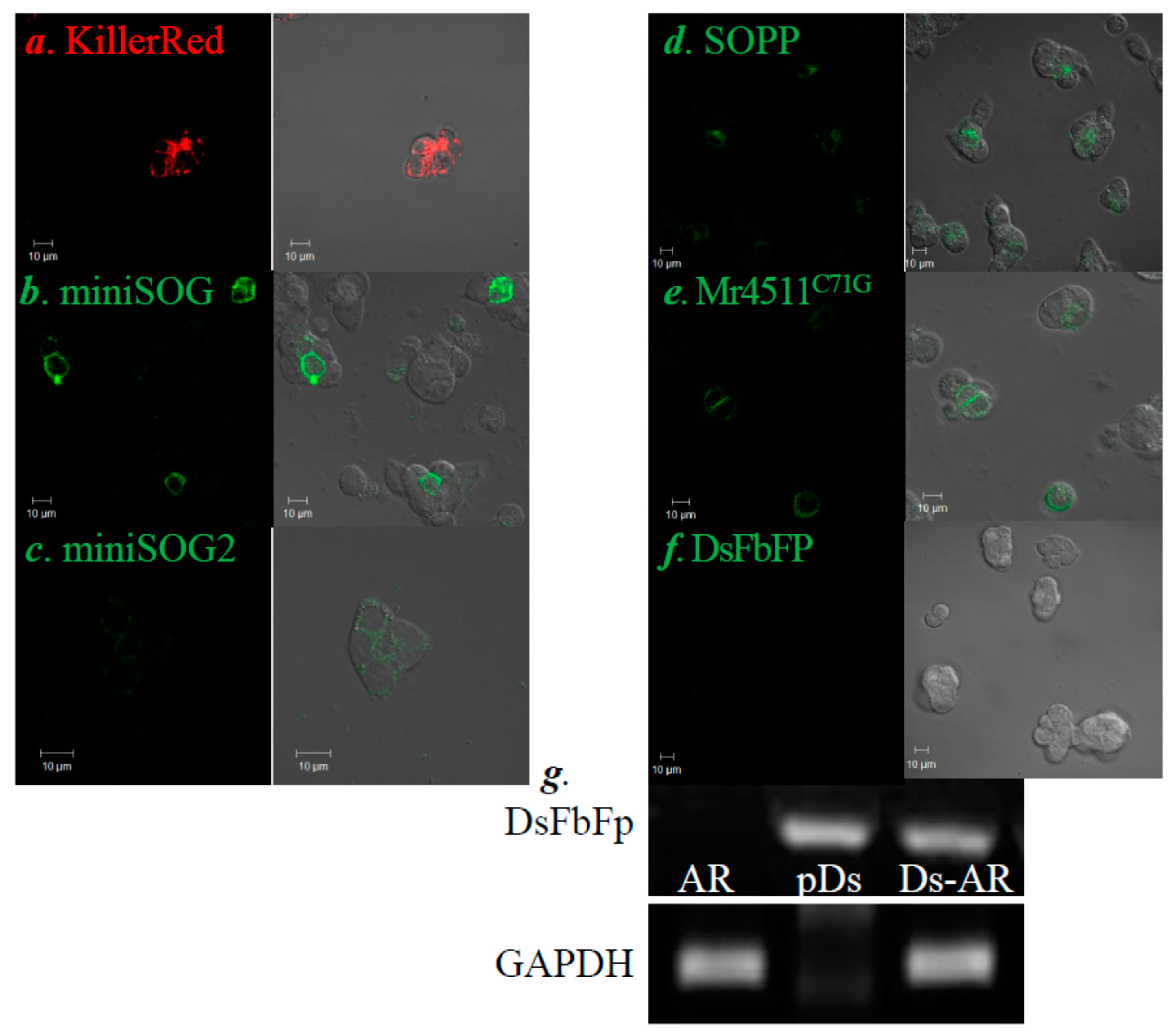 Biomolecules 10 01423 g001