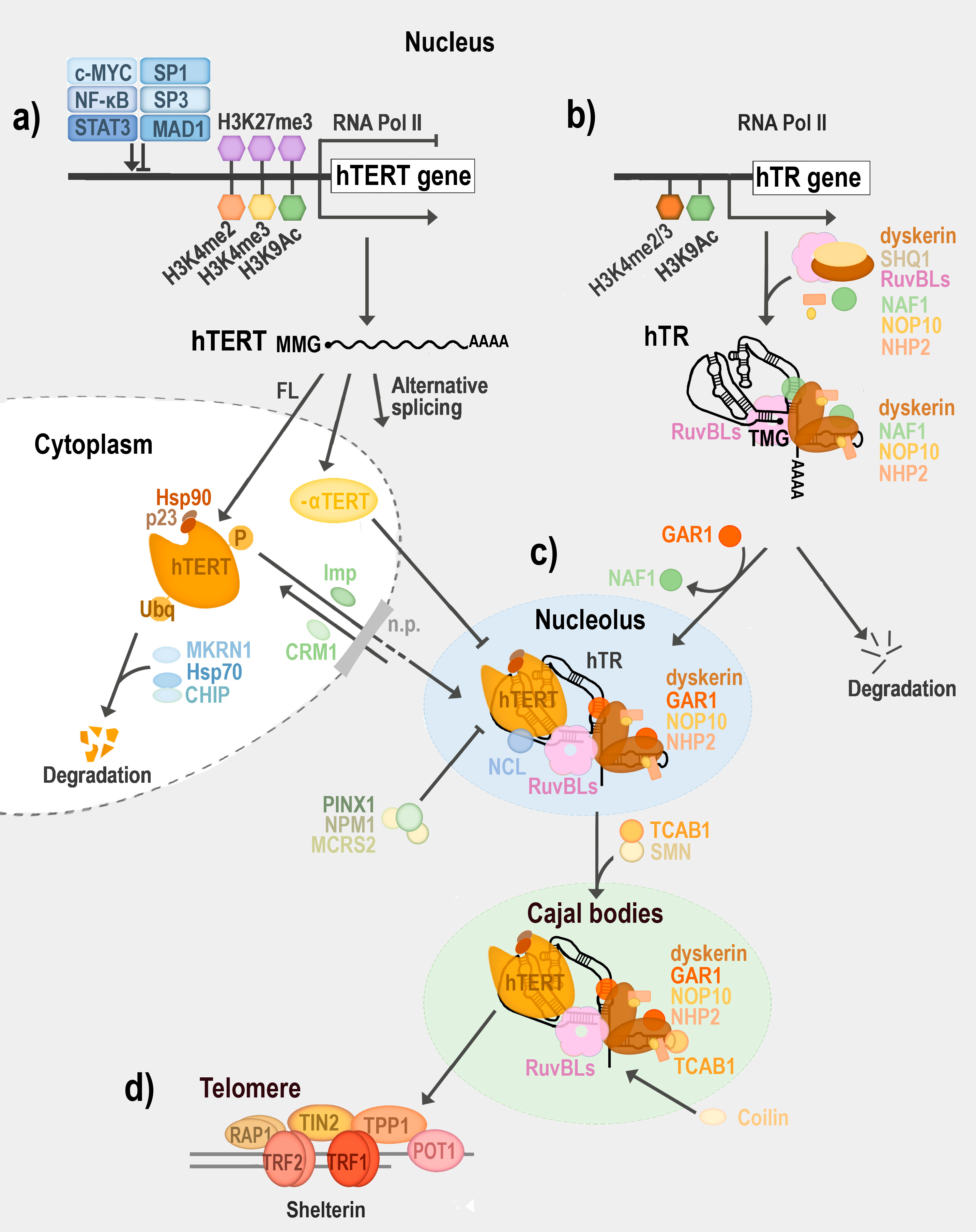 Biomolecules 10 01425 g004