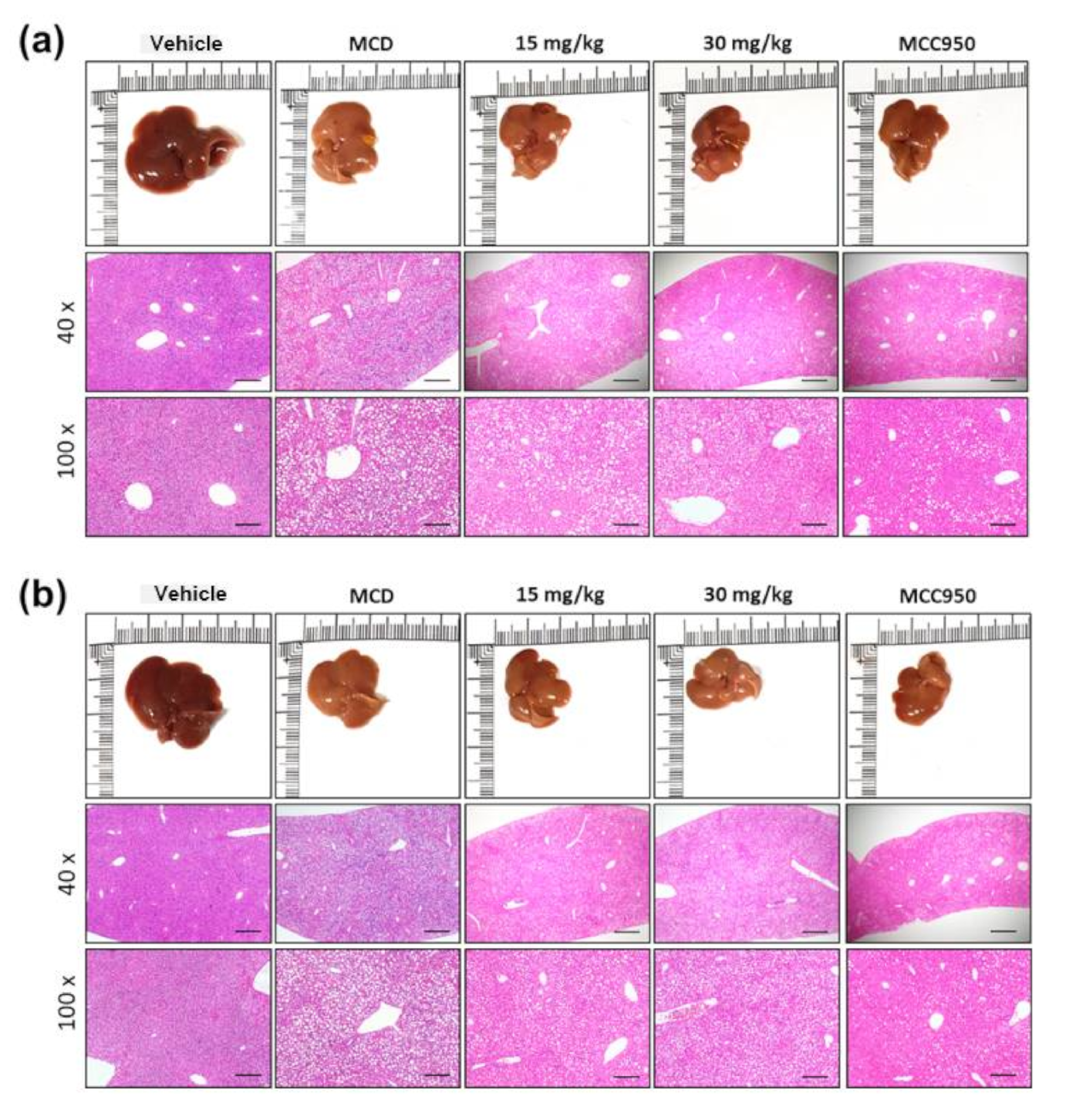 Biomolecules 10 01426 g004 Biomolecules 10 01426 g004