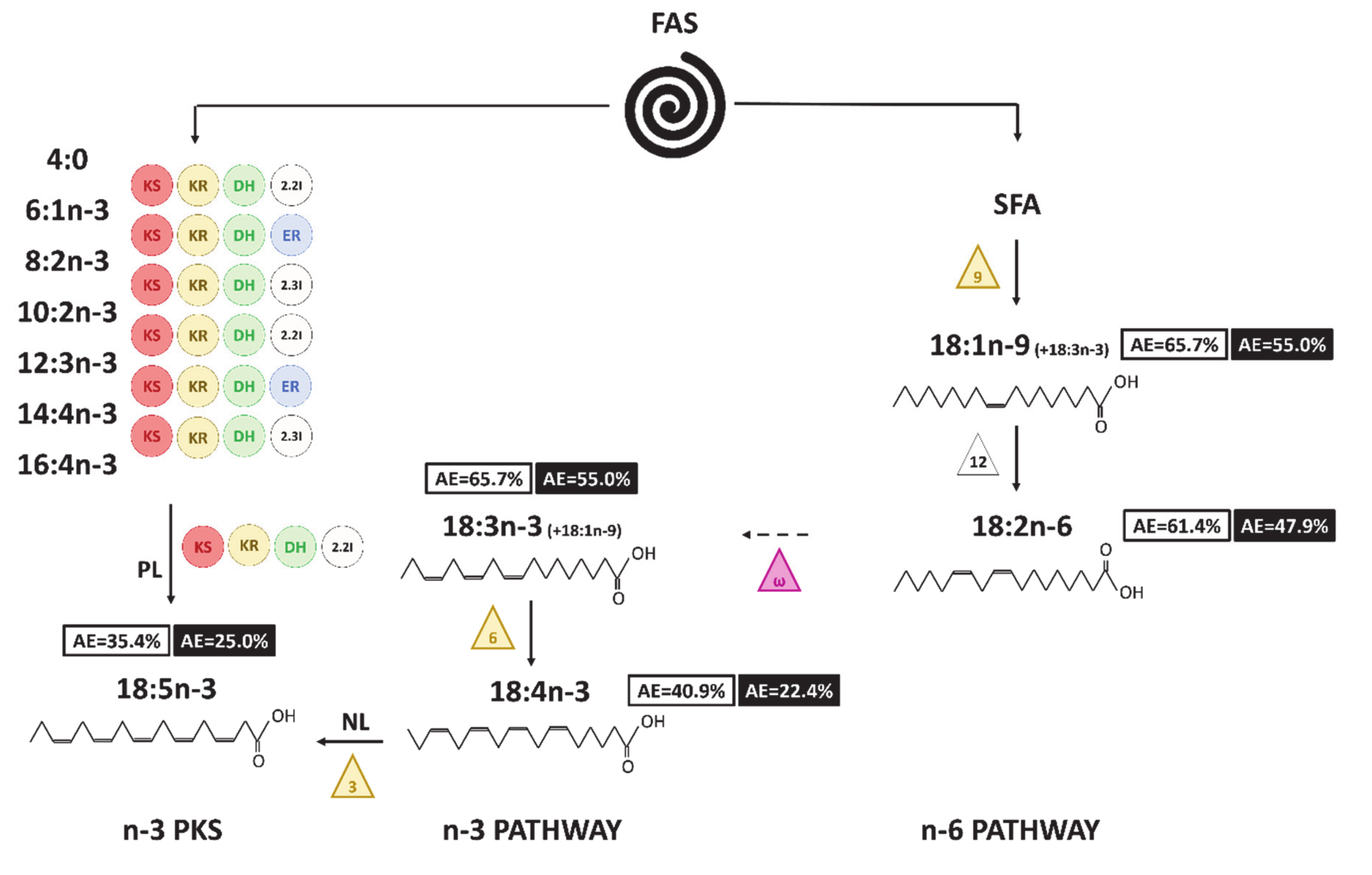Biomolecules Free Full Text Identification Of Polyunsaturated Fatty Acids Synthesis Pathways In The Toxic Dinophyte Alexandrium Minutum Using 13c Labelling Html