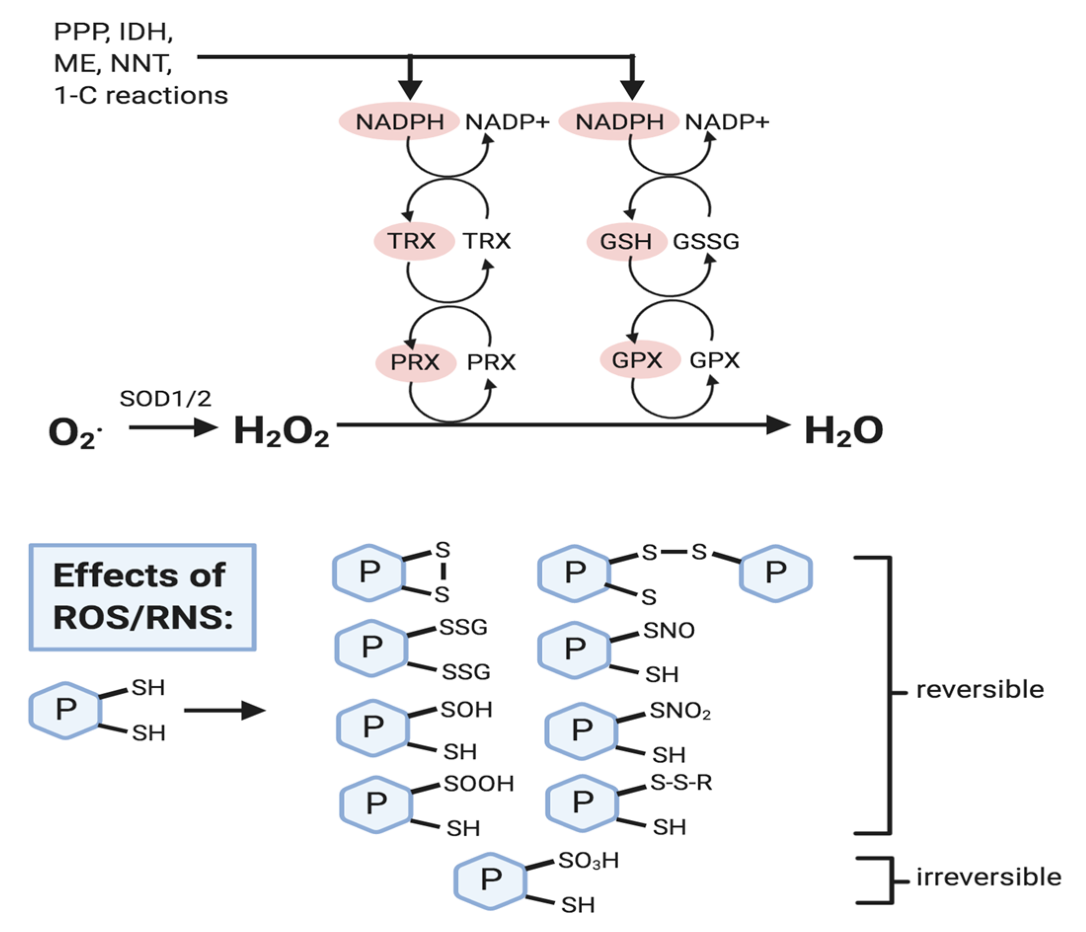 Biomolecules 10 01429 g002 Biomolecules 10 01429 g002